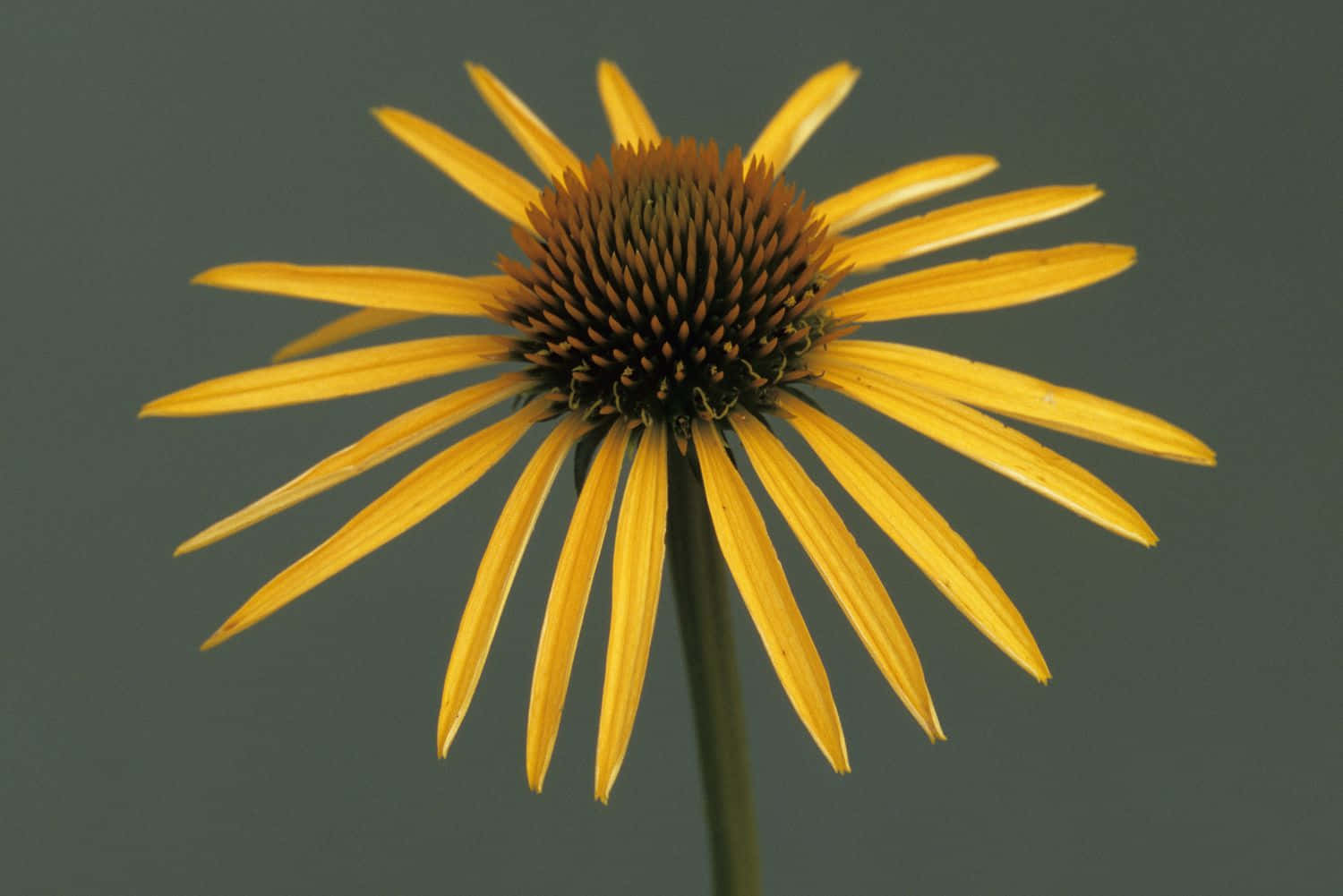 Yellow Coneflower 桌布 壁紙 — 一朵鮮黃色的錐花，帶有尖刺花瓣和有紋理的棕色花心，在柔和的灰色背景上脫穎而出。