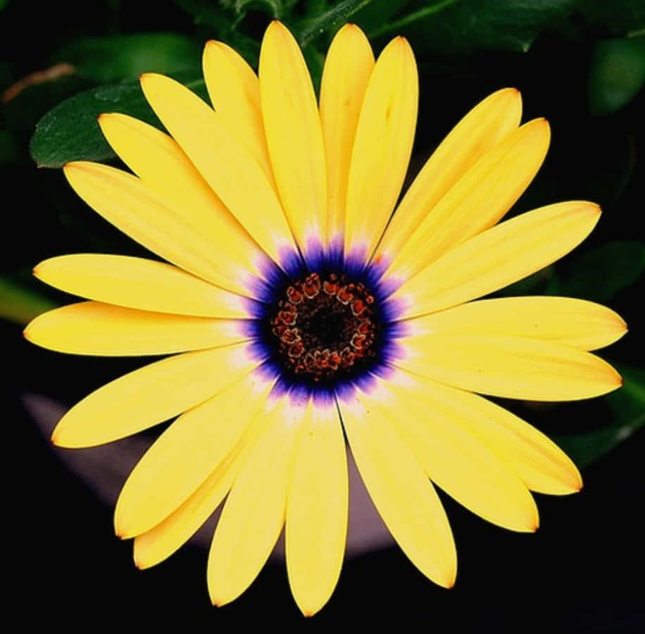 Daisy Flower 桌布 壁紙 — 一朵鮮黃色的雛菊，帶有深紫色環和深色中心，在模糊的綠色背景下綻放。