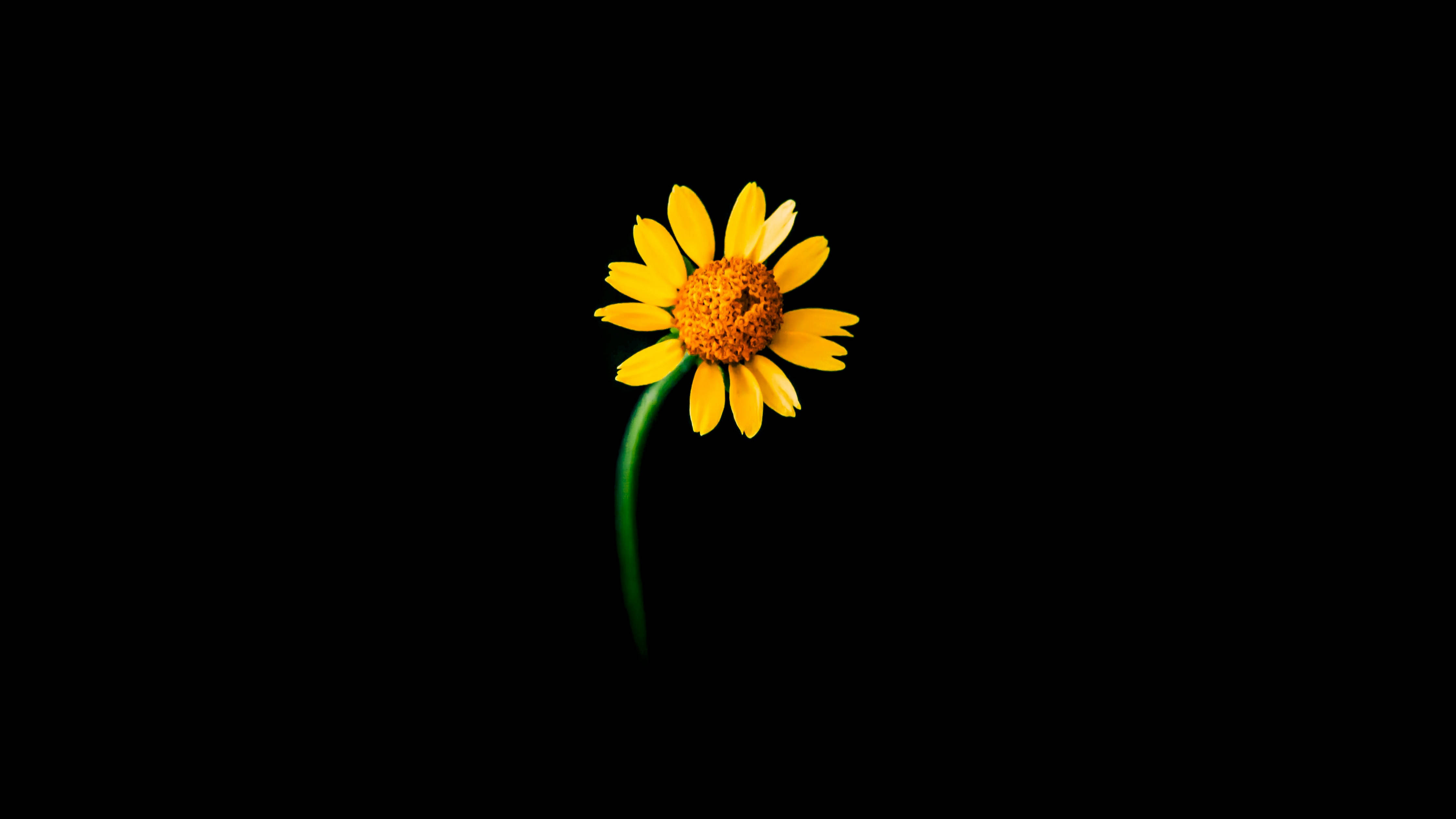 Sunflowers And Roses 桌布 壁紙 — 一朵鮮黃色的雛菊，帶有綠色莖，獨自立在純黑色背景上。