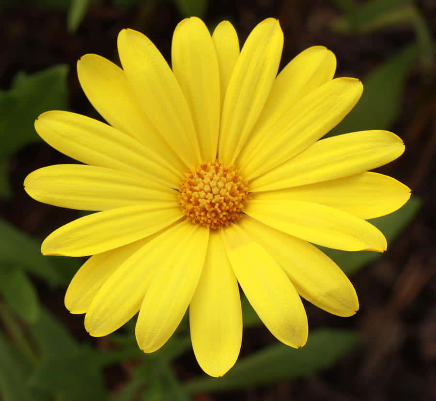 Daisy 桌布 壁紙 — 一朵鮮黃色的雛菊，帶有金色的花心，在柔和的模糊綠色背景下燦爛綻放。