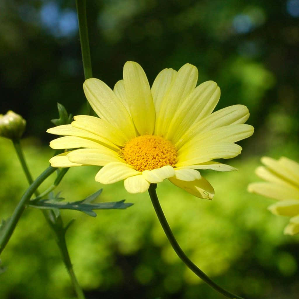 Yellow Daisy 桌布 壁紙 — 一朵鮮黃色的雛菊，帶有金色花心，在柔和的綠色模糊背景中綻放。