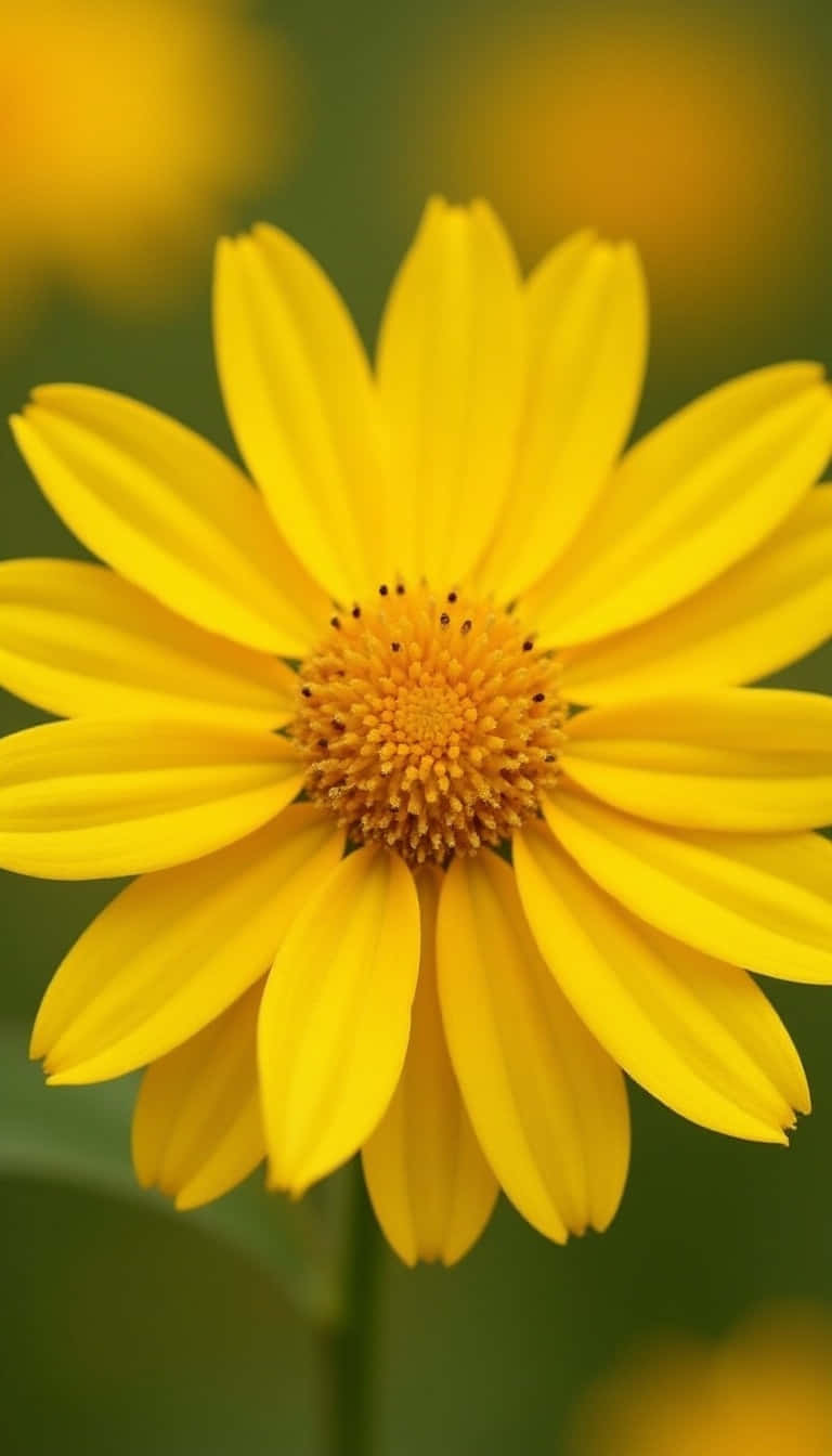 Flower 壁紙 — 一朵鮮黃色的雛菊，花瓣細節豐富，花心帶有紋理，在柔和的綠色和黃色模糊背景中綻放。