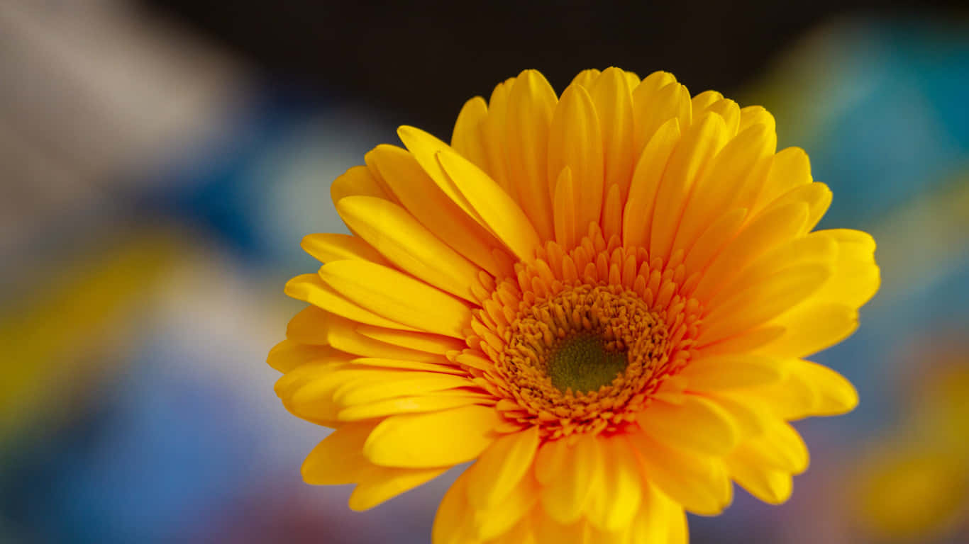 1366x768 Daisies 桌布 壁紙 — 一朵鮮黃色的非洲菊雛菊，橙色花心，在模糊的藍黃色背景下以柔和焦點盛開。
