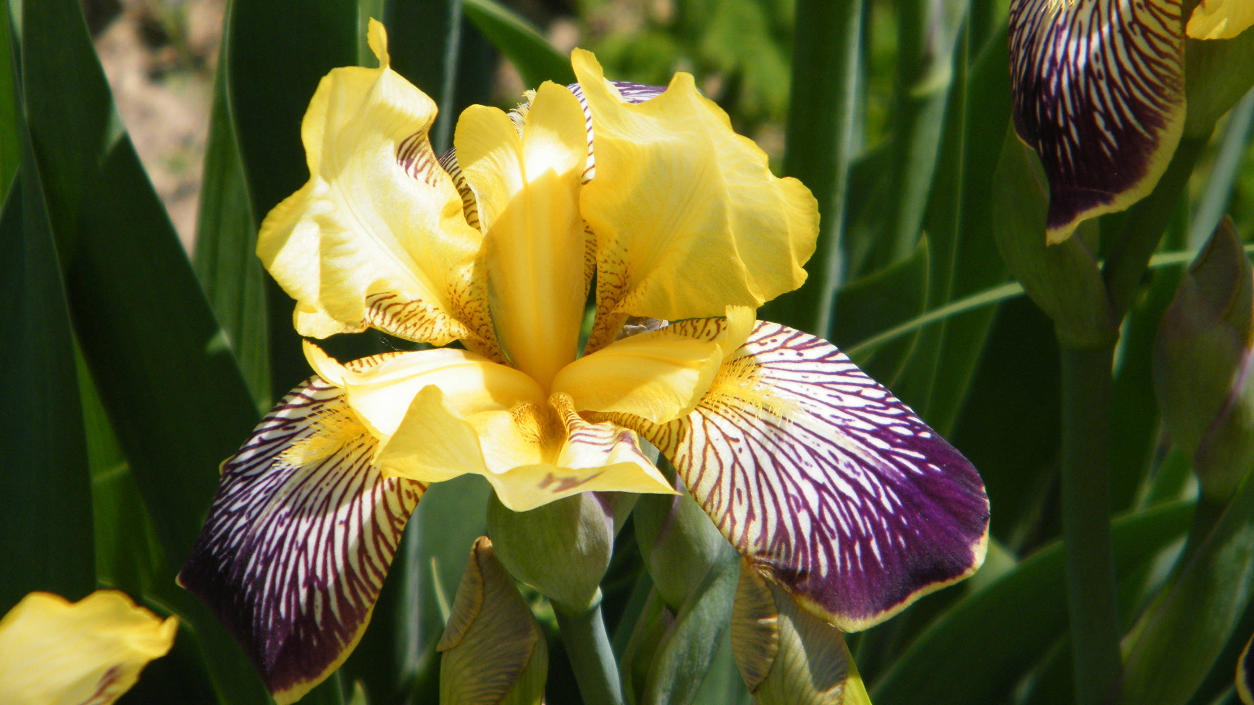 Iris 桌布 壁紙 — 一朵鮮黃色的鳶尾花，帶有深紫色脈紋的花瓣，在陽光下對著茂密的綠葉明亮地綻放。