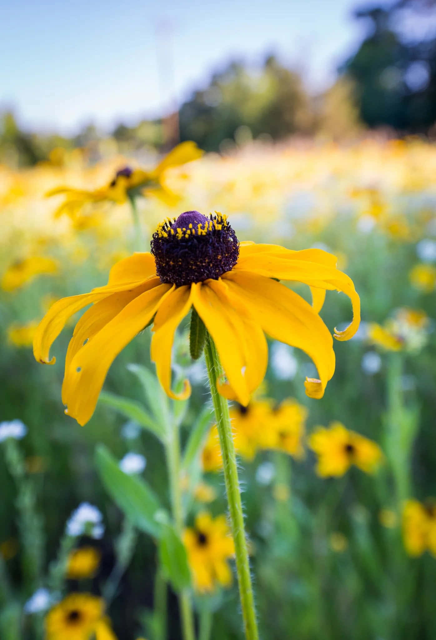 Black Eyed Susan 桌布 壁紙 — 一朵鮮黃色的黑眼蘇珊花在明亮日光下，以銳利的焦點矗立在一片柔和模糊的同類花朵田野前。