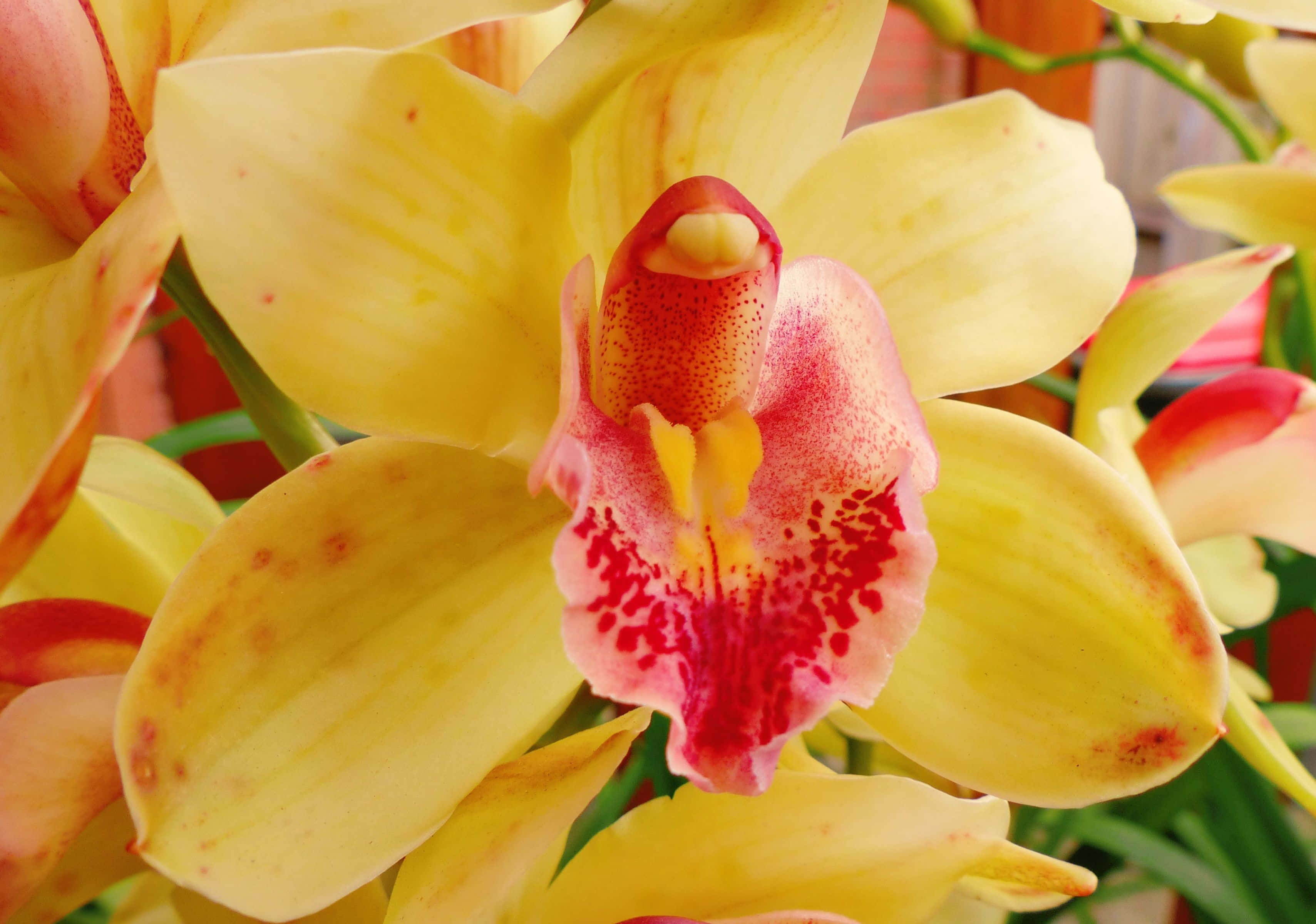 Orchids 桌布 壁紙 — 一朵鮮黃色蘭花的特寫，帶有斑點粉紅色唇瓣和花瓣上微妙的紅色點綴。