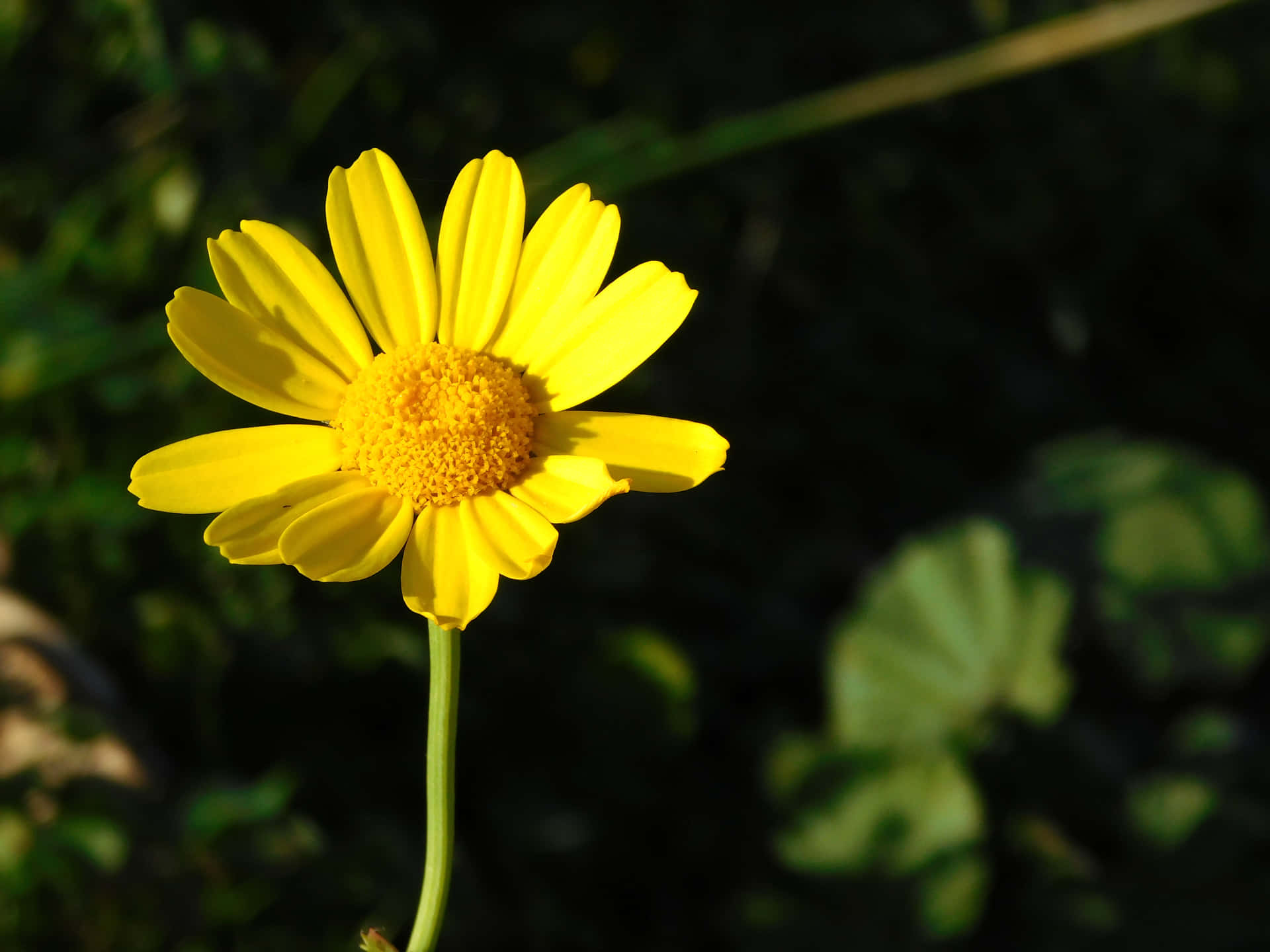 Flowers 壁紙 — 一朵鮮黃色雛菊，帶有紋理中心，在柔和陽光下綻放，背景是暗綠色模糊的。
