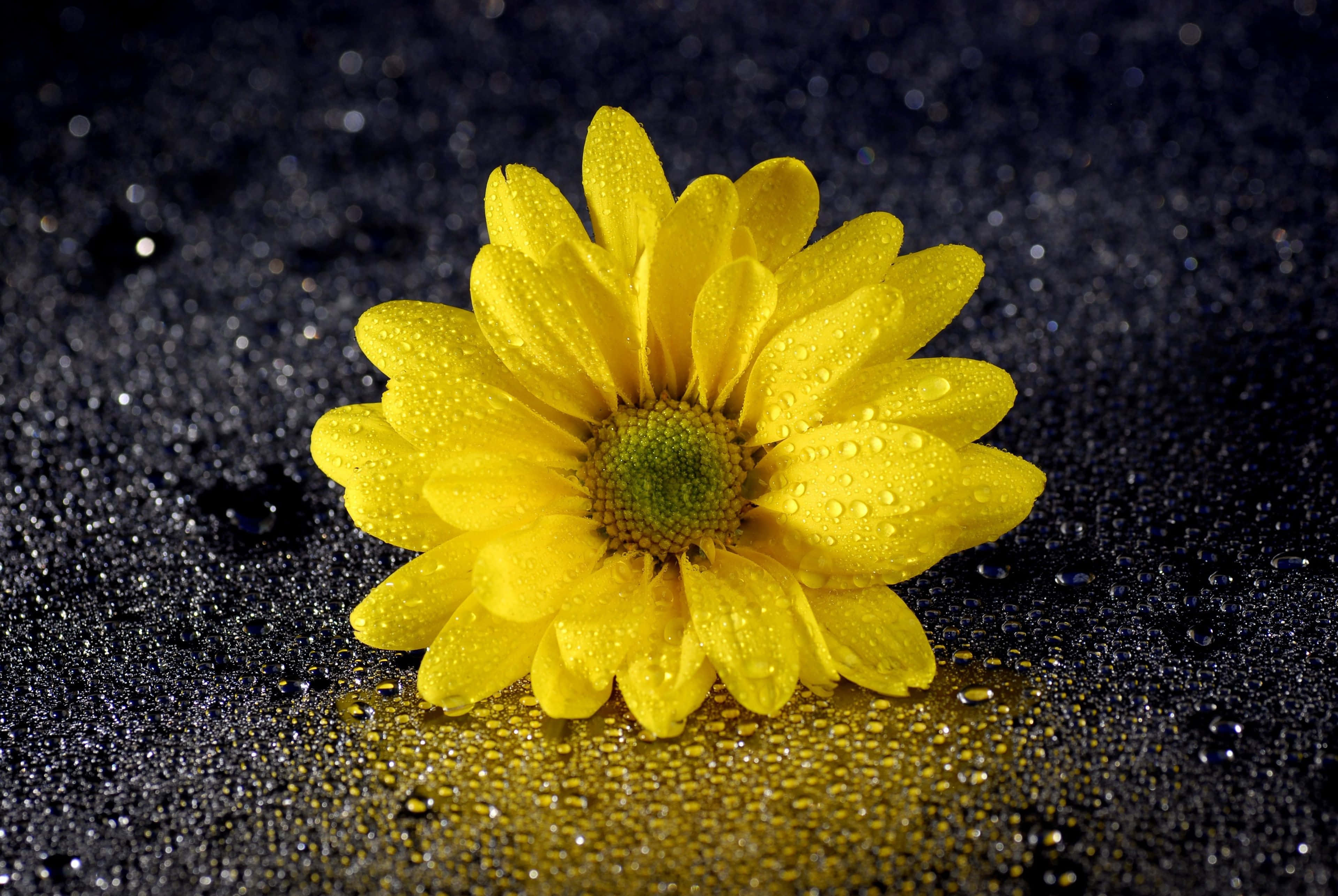 Yellow Daisy 桌布 壁紙 — 一朵鮮黃色雛菊帶有露珠，停留在深色紋理表面上，散發著微妙的閃爍光芒。