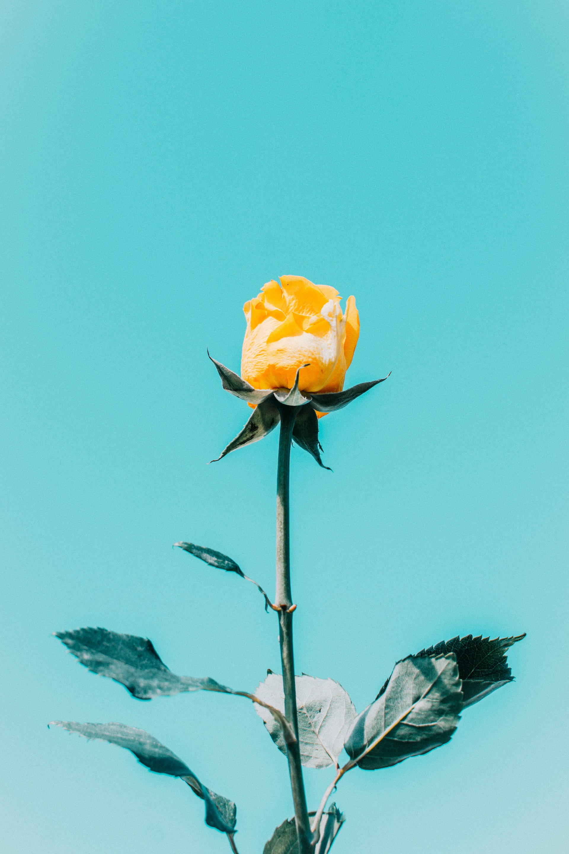 玫瑰美學 桌布 壁紙 — 一朵黃玫瑰的花蕾，在充滿活力的青色天空下，莖上帶著深綠色的葉子。