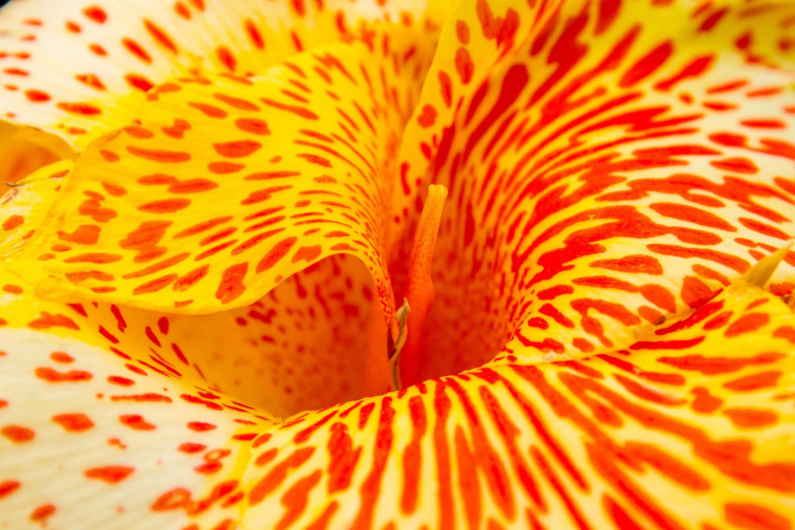 Beautiful Macro 桌布 壁紙 — 一朵黃色百合花的鮮豔特寫，帶有從中心放射出的火紅色斑點和條紋。