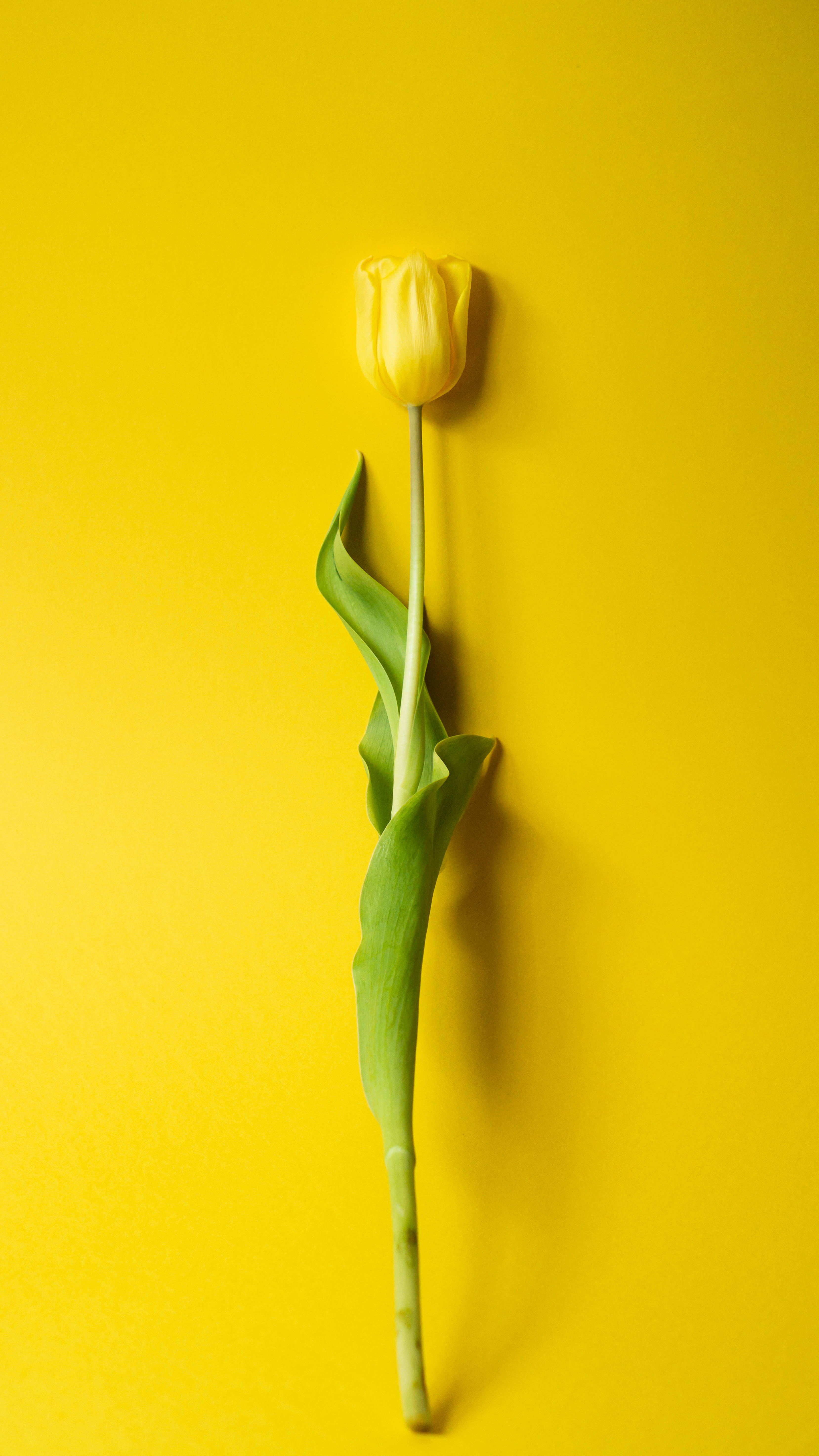 Tulip 桌布 壁紙 — 一朵黃色鬱金香，帶有綠色葉子，直立於純亮黃色背景前。