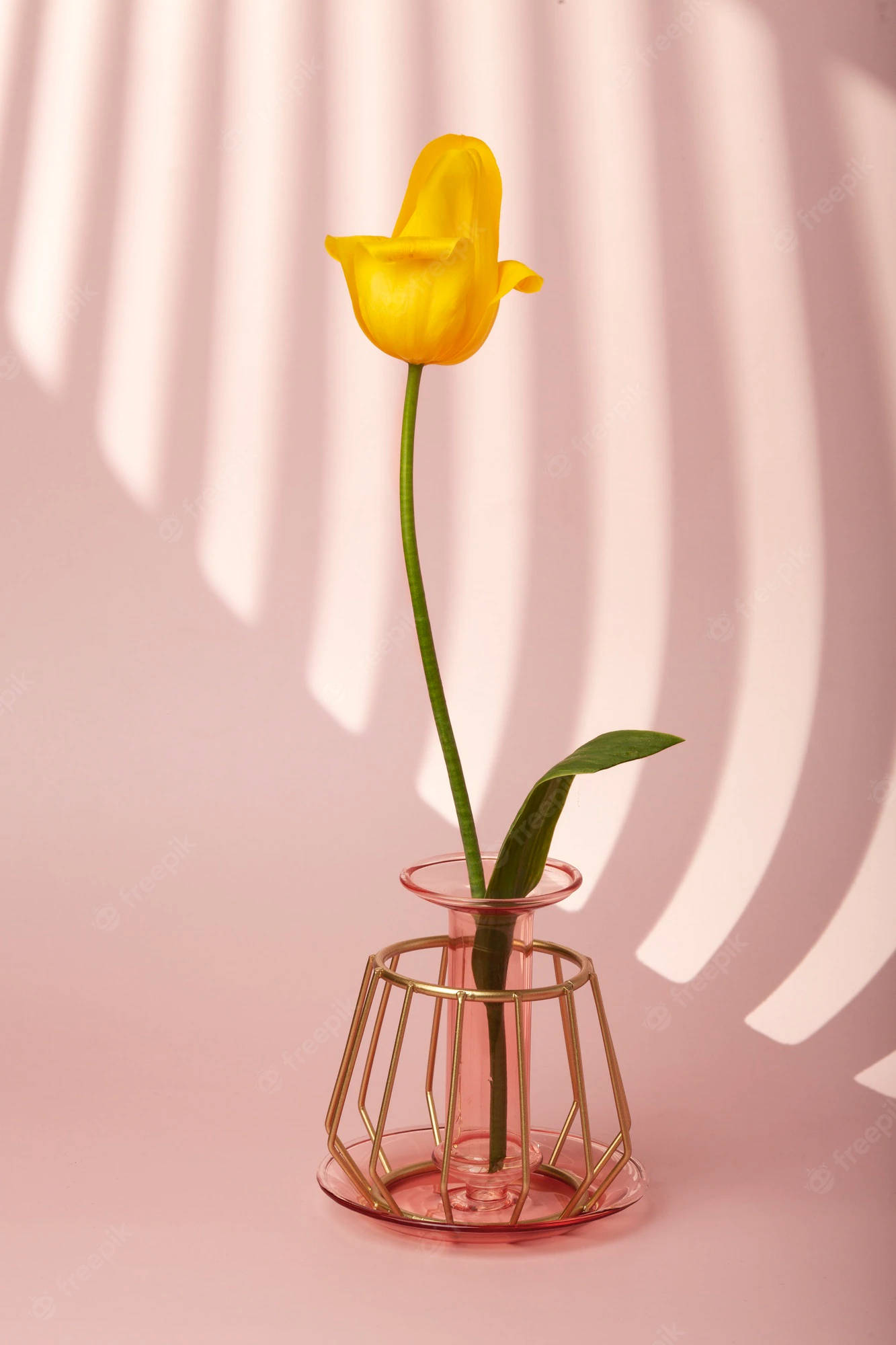 Spring iPhone 桌布 壁紙 — 一朵黃色鬱金香放在幾何金色花瓶中，在粉紅色背景上投下柔和陰影。