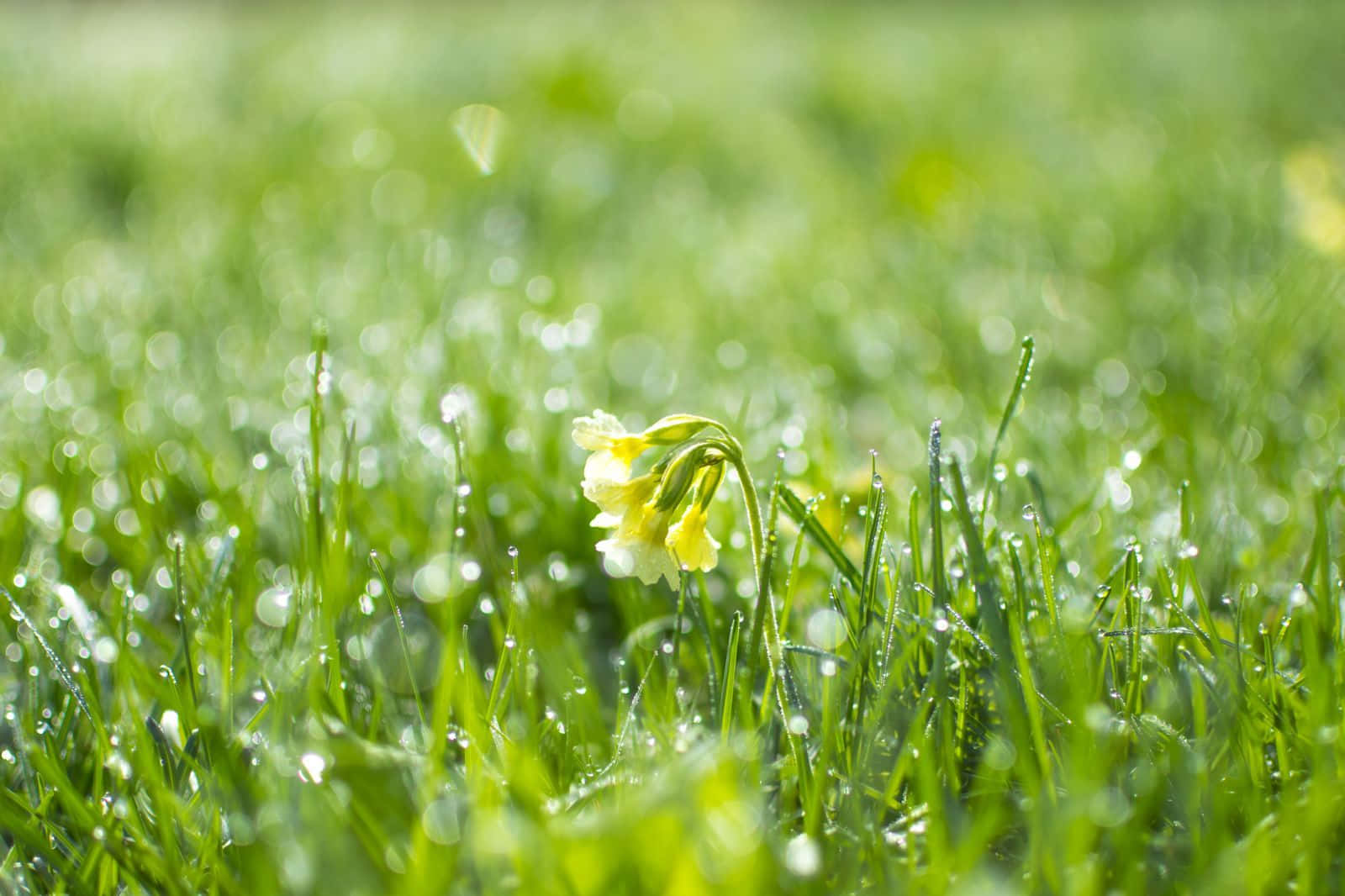 Spring Grass 桌布 壁紙 — 一朵黃花在沾滿露珠的綠草中綻放，沐浴在明亮的晨光下，背景是柔和的散景。