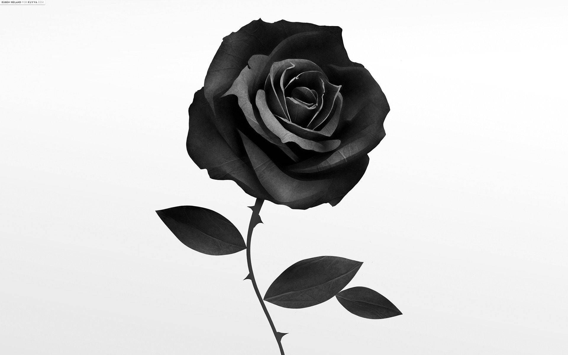 Rose Flower 桌布 壁紙 — 一朵黑玫瑰，花瓣精緻，莖上有刺，矗立在純白背景前。