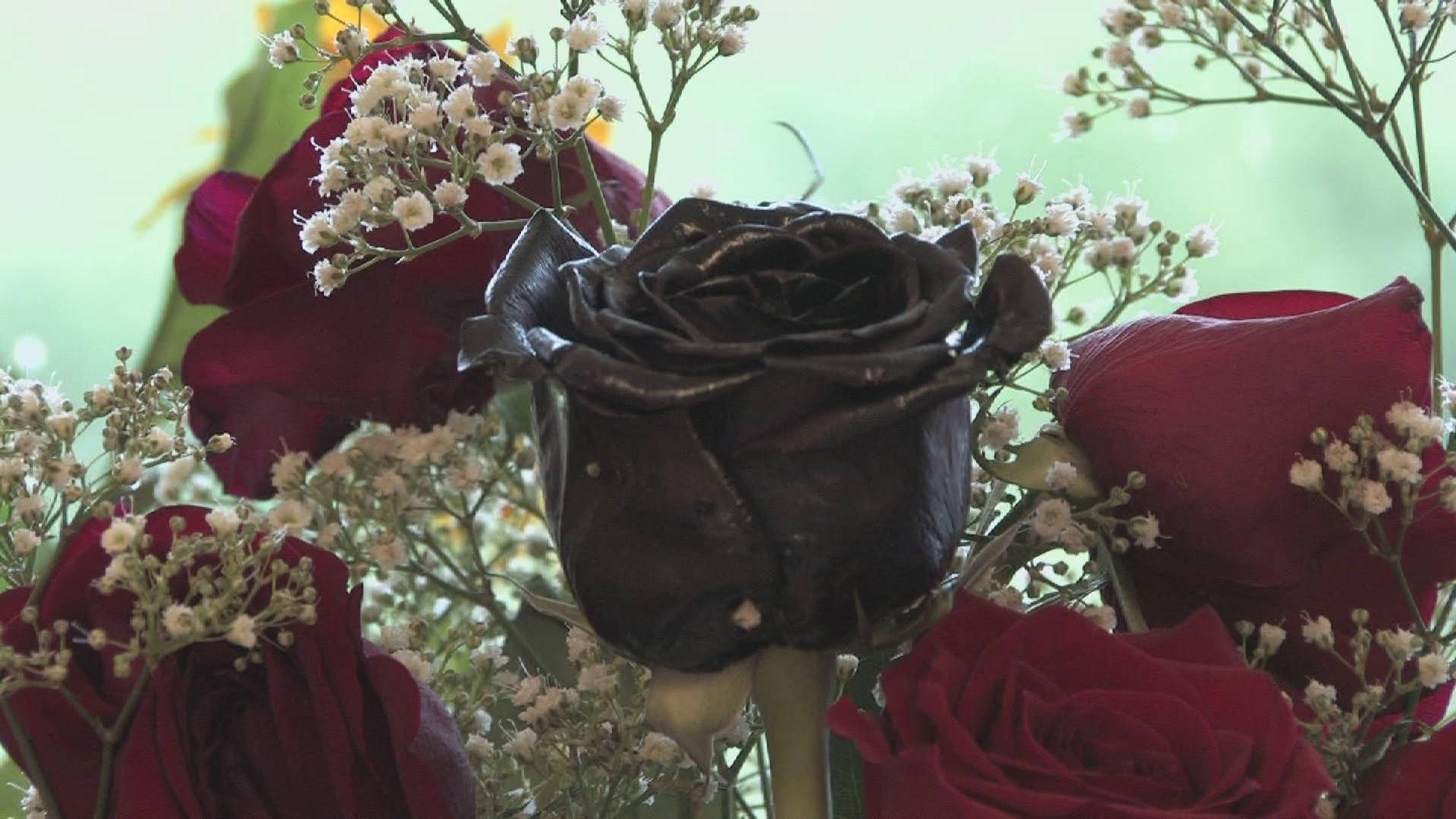 黑玫瑰 桌布 壁紙 — 一朵黑玫瑰在深紅玫瑰和精緻的白色滿天星中綻放，背景是柔和的綠色。