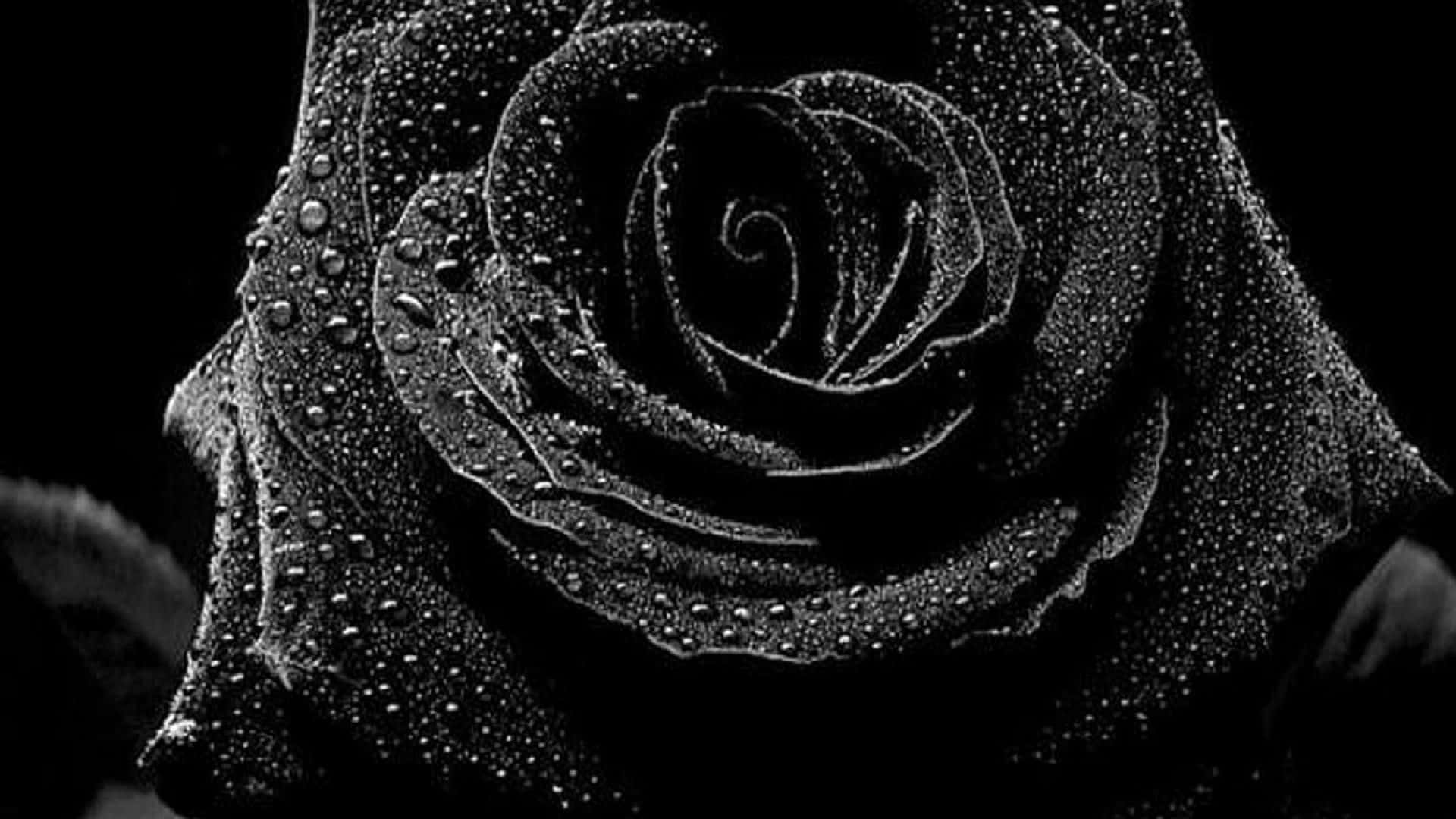 Rose Flower 桌布 壁紙 — 一朵黑玫瑰在深色背景上帶有閃爍水珠的單色特寫。