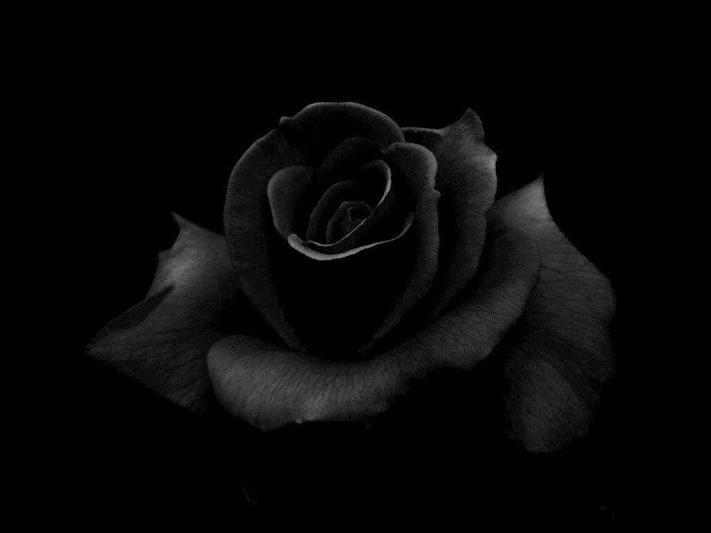 Roses Desktop 桌布 壁紙 — 一朵黑玫瑰在虛無般的背景中，以鮮明的單色調盛開，花瓣被柔和地照亮，顯露出細膩的紋理。