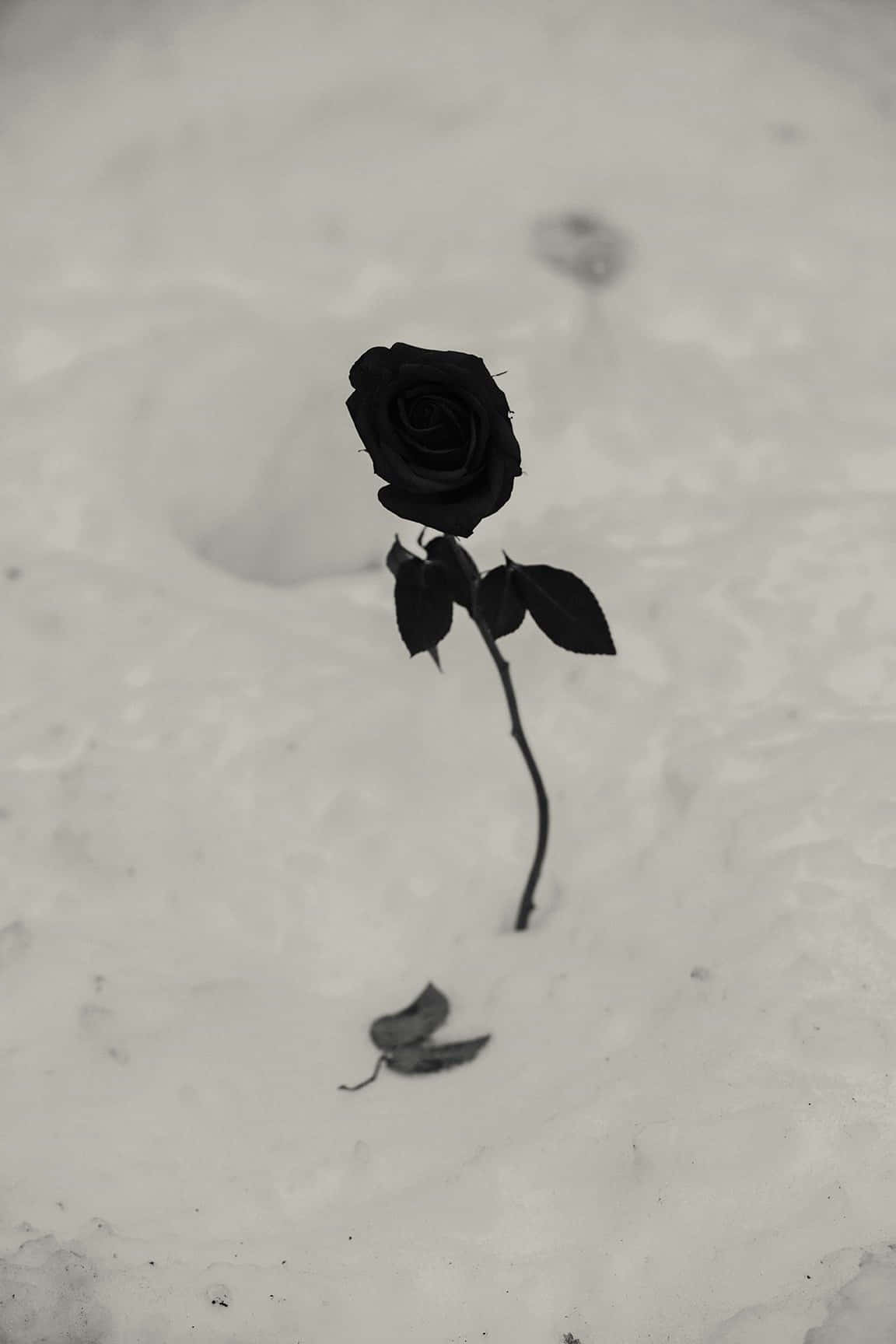 Flowers 桌布 壁紙 — 一朵黑玫瑰在雪地上傲然挺立，附近有一片落葉。