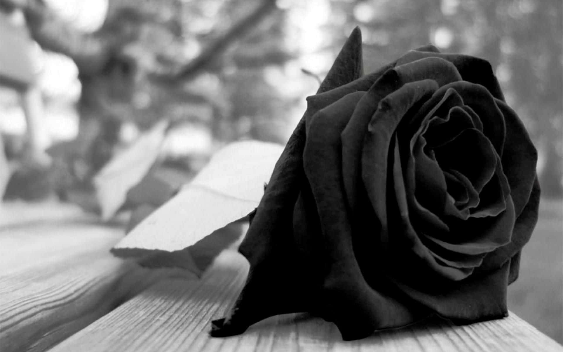 Rose Flower 桌布 壁紙 — 一朵黑玫瑰放在經風化的木頭上，背景有柔和模糊的樹葉。