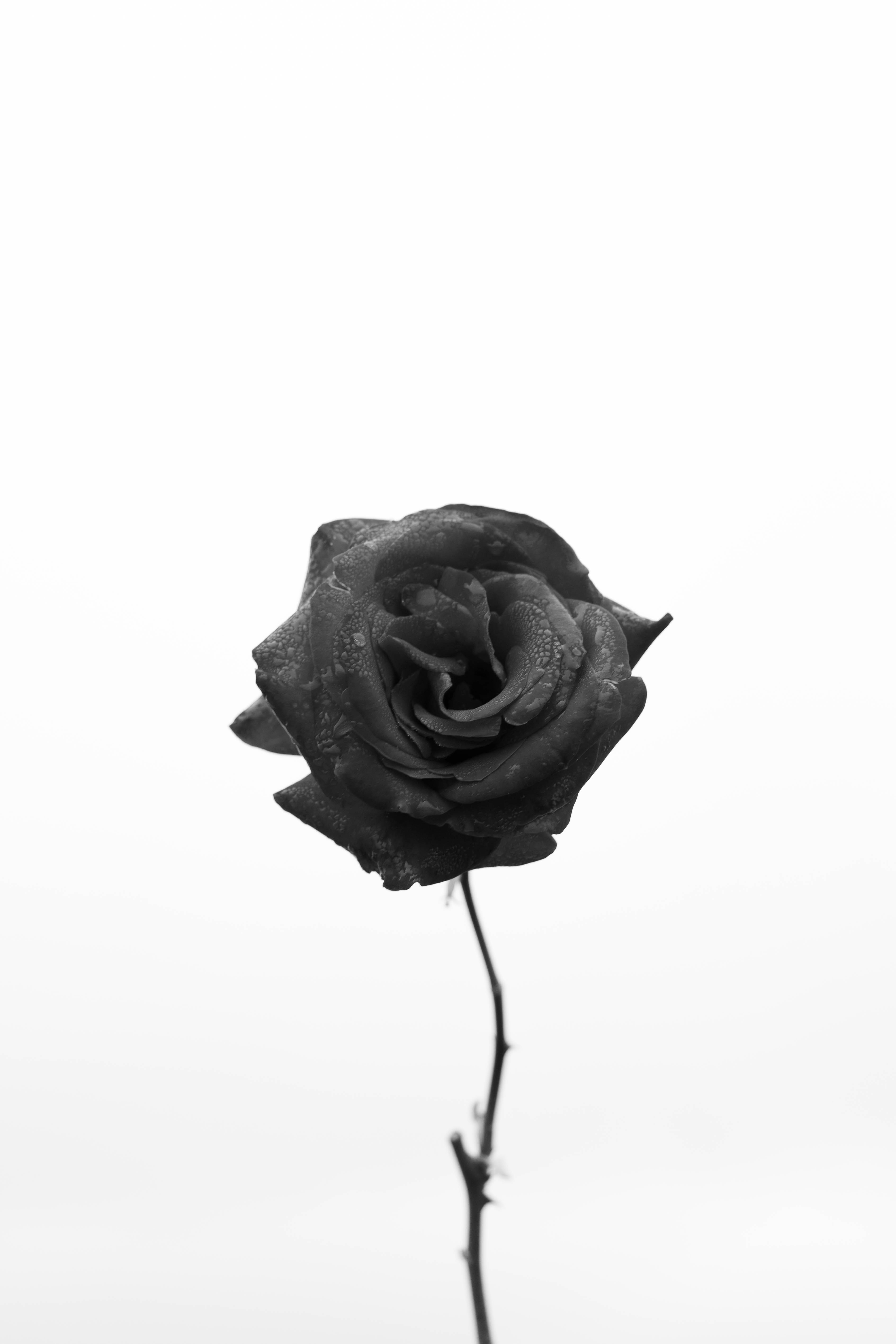 花朵美學動態圖 桌布 壁紙 — 一朵黑白玫瑰，花瓣細緻，在純白背景上優雅地低垂。