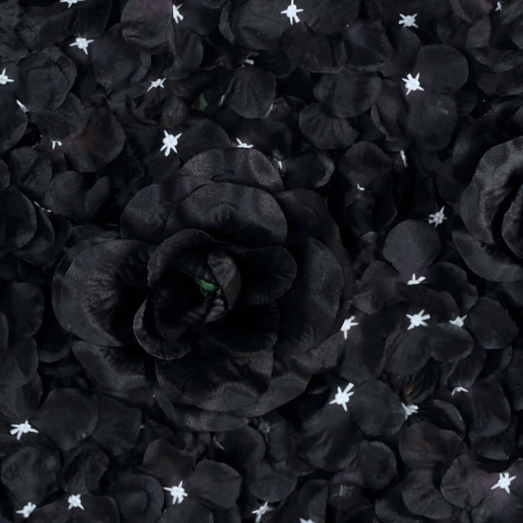 Flowers 桌布 壁紙 — 一朵黑色布料玫瑰的特寫，周圍散落著黑色花瓣和細小的白色星形裝飾。