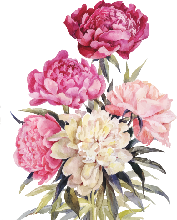 Peony 桌布 壁紙 — 一束以水彩繪畫的牡丹花，色調為粉紅和奶油色，襯以翠綠葉片，置於純黑背景上。