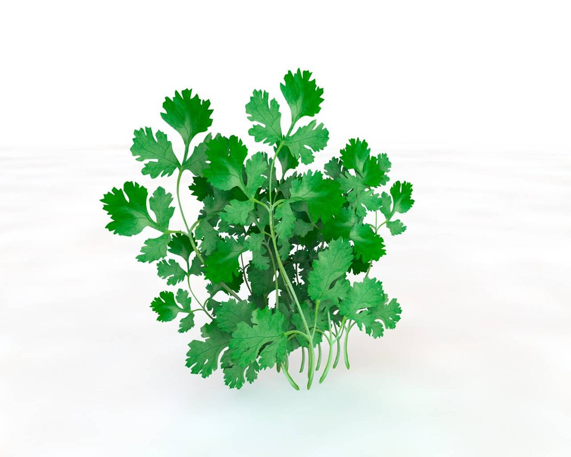 Coriander 桌布 壁紙 — 一束充滿活力的新鮮綠色歐芹，帶有羽毛狀葉子，居中放在乾淨的白色表面上。