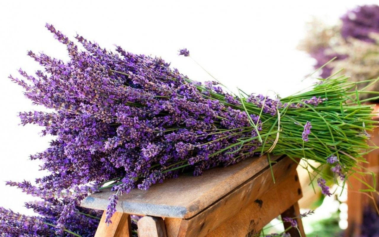Lavender 桌布 壁紙 — 一束充滿活力的新鮮薰衣草，帶有綠色莖，放在一個質樸的木凳上，背景是明亮的白色。