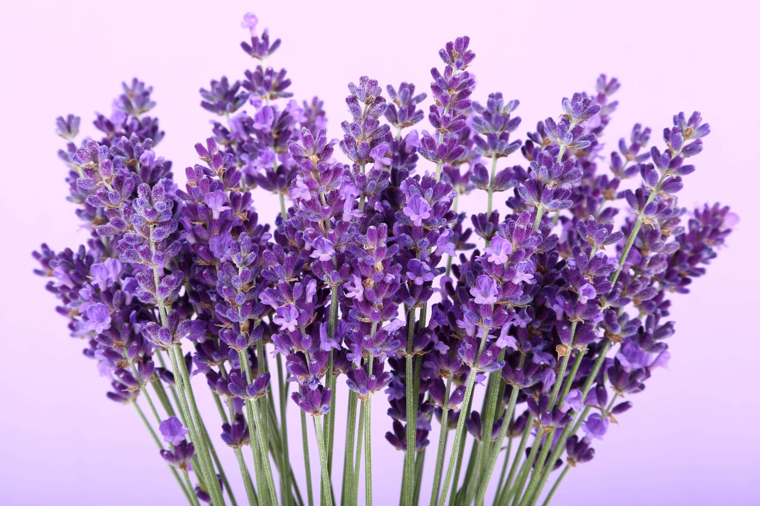 2560x1704 桌布 壁紙 — 一束充滿活力的新鮮薰衣草花，帶有精緻的紫色花朵和綠色莖幹，襯托在柔和的粉紅色背景上。