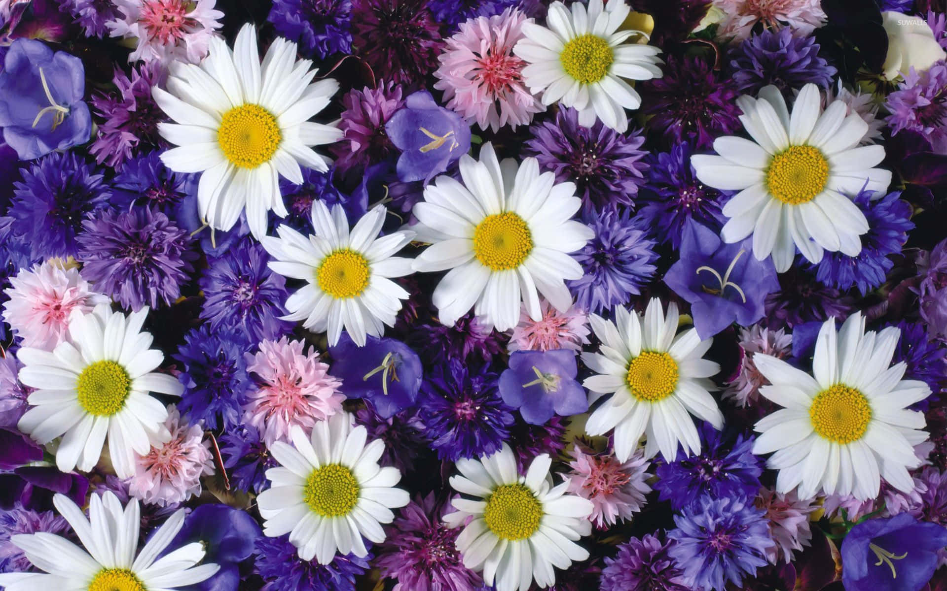 Colorful Daisies 桌布 壁紙 — 一束充滿活力的白色雛菊，黃色花心，夾雜在深紫色和粉紅色的花朵中，形成密集的花藝佈置。