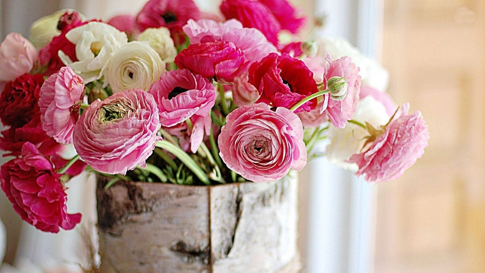 Roses 桌布 壁紙 — 一束充滿活力的粉紅、白色和紅色毛茛花，插在質樸的白樺樹皮花瓶中，沐浴在柔和自然光下。