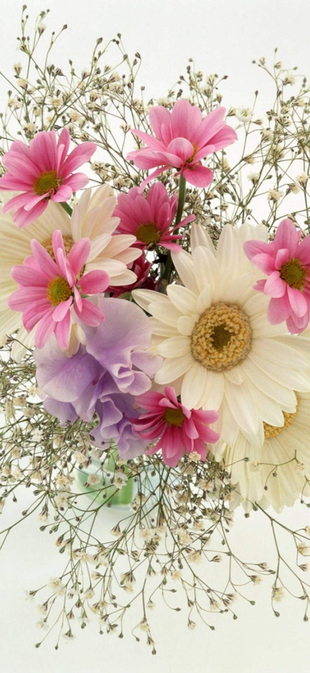 花卉 桌布 壁紙 — 一束充滿活力的粉紅、白色和紫色雛菊，搭配精緻的滿天星，襯托在柔和的白色背景上。