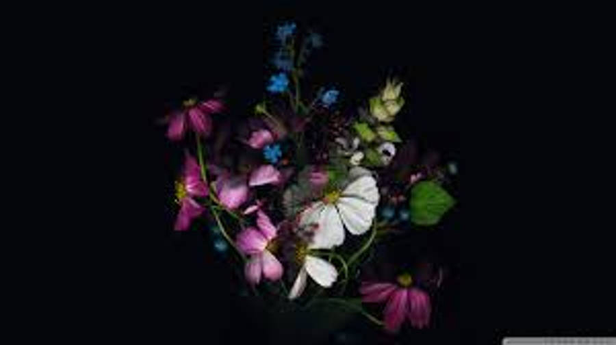 桌布 壁紙 — 一束充滿活力的粉紅、白色和藍色花朵，搭配綠色葉子，在深黑色背景上閃耀。