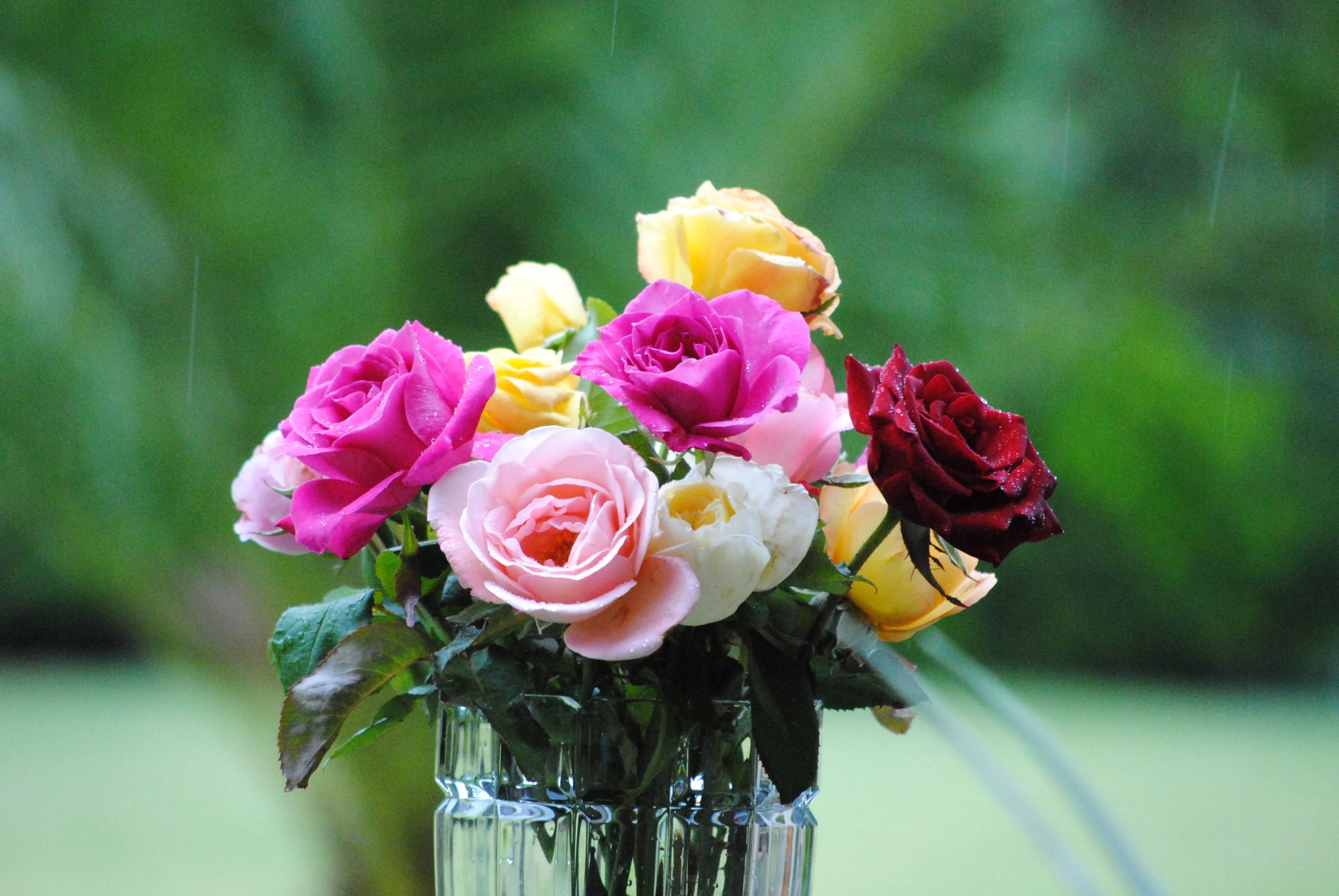 Roses 桌布 壁紙 — 一束充滿活力的粉紅、黃色和紅色玫瑰，放在玻璃花瓶中，雨滴輕輕落在模糊的綠色背景上。