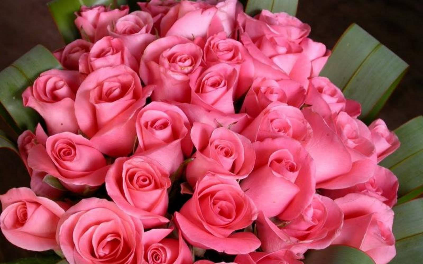 Rose Flower 桌布 壁紙 — 一束充滿活力的粉紅玫瑰，搭配綠葉，在柔和自然光下。
