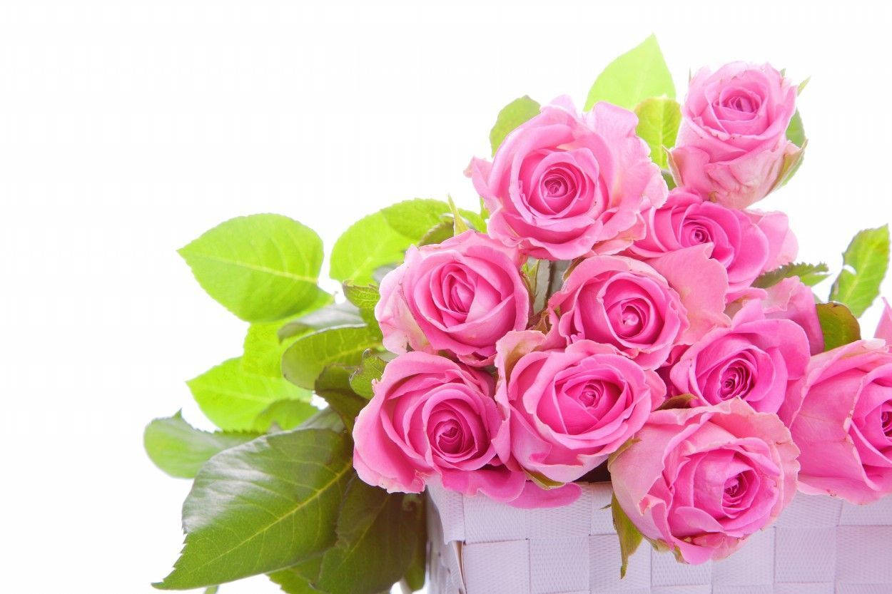 Roses 桌布 壁紙 — 一束充滿活力的粉紅玫瑰，搭配茂盛的綠葉，從白色編織籃中溢出，襯托在潔白的背景上。