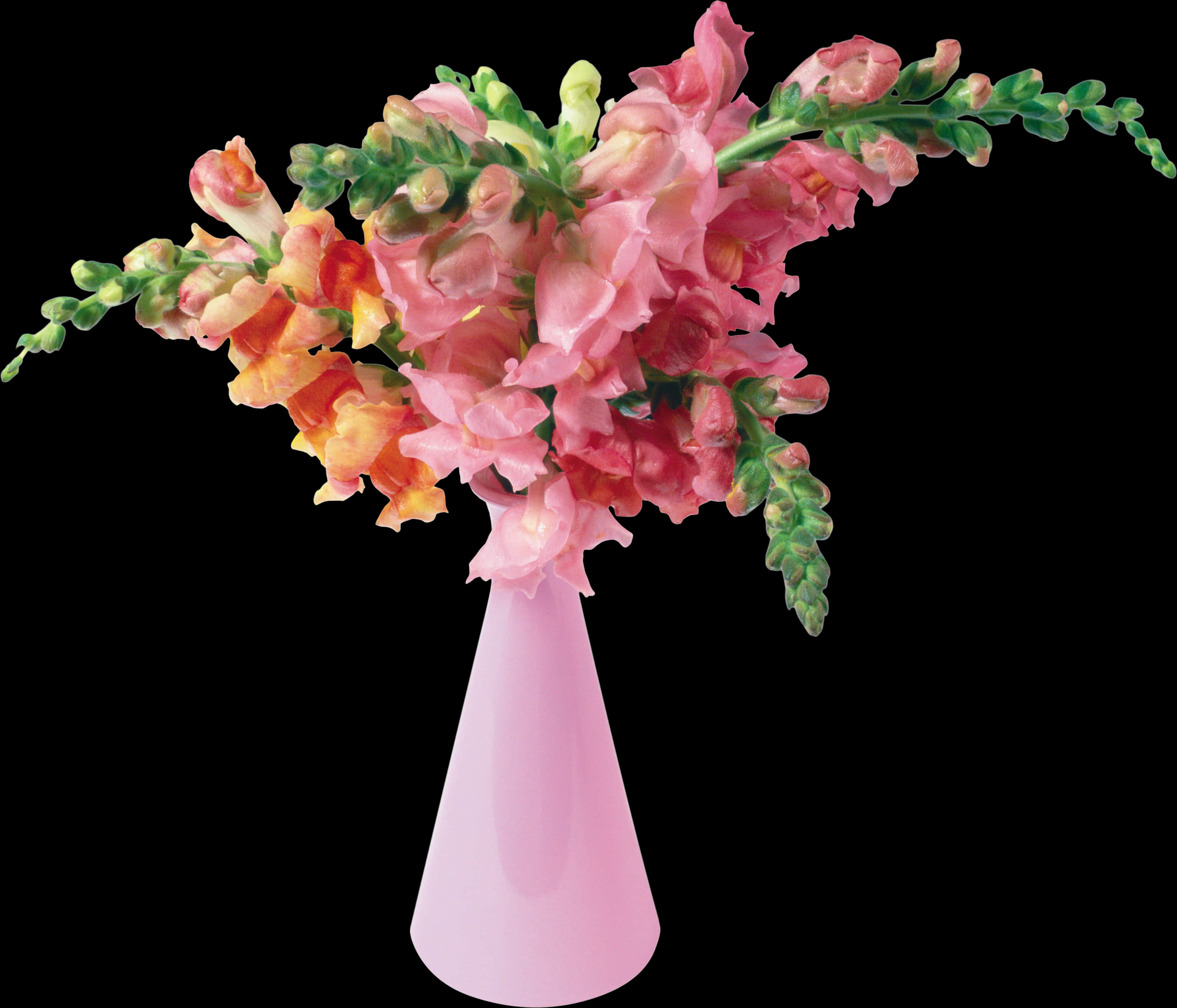 Vase 桌布 壁紙 — 一束充滿活力的粉紅色和橙色金魚草從柔軟的粉紅色花瓶中優雅地溢出，襯托著鮮明的黑色背景。