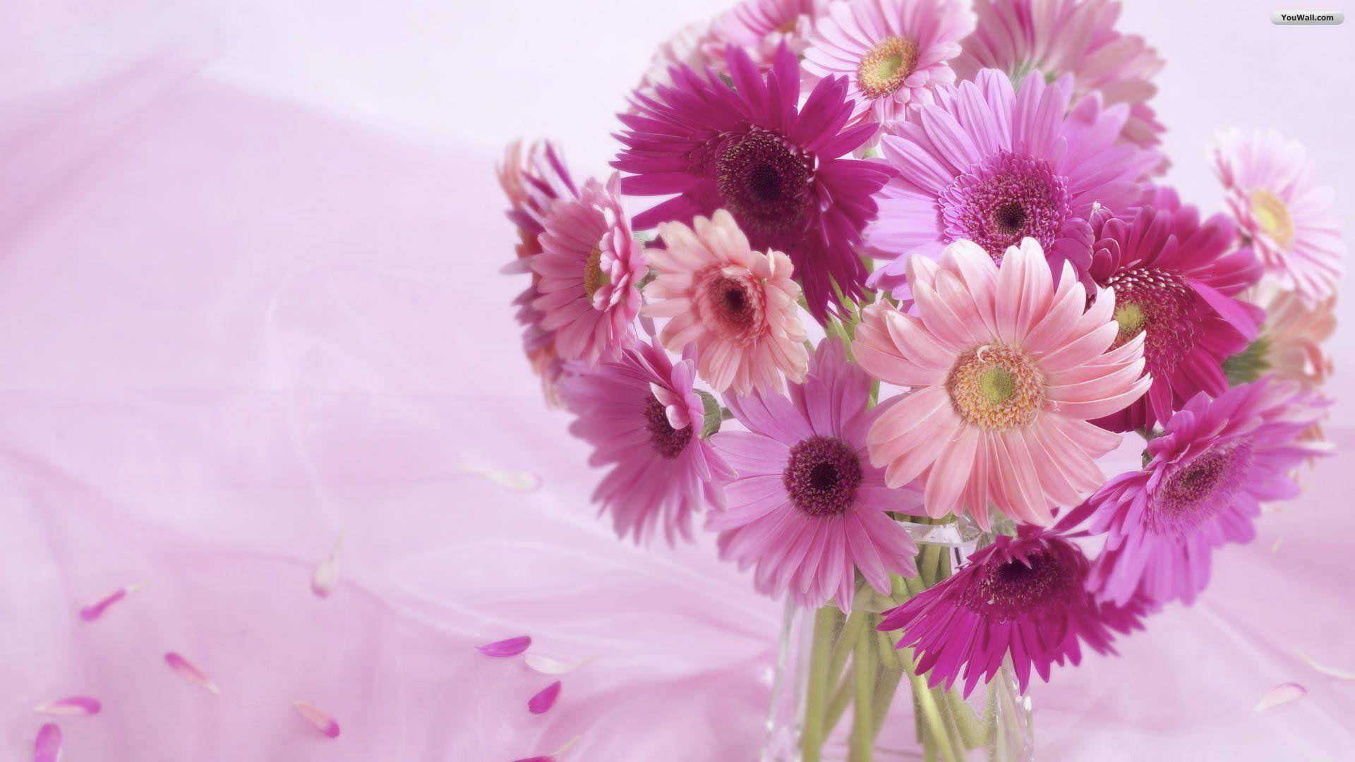 Pink Flower 桌布 壁紙 — 一束充滿活力的粉紅色和洋紅色非洲菊雛菊，放在透明花瓶中，背景是柔軟的粉紅色布料，散落著花瓣。