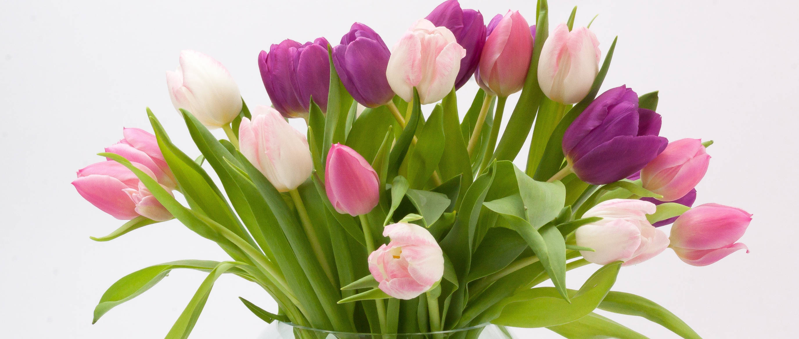 Happy Birthday Flowers 桌布 壁紙 — 一束充滿活力的粉紅色和紫色鬱金香，搭配茂盛的綠色莖幹，插在透明花瓶中，背景為純白色。