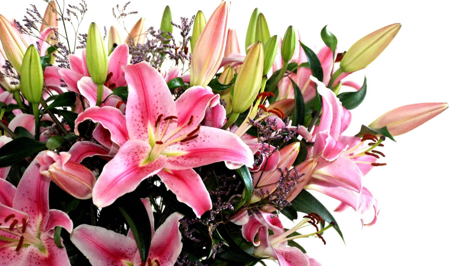 花 桌布 壁紙 — 一束充滿活力的粉紅色百合花，帶有斑點花瓣和綠色花蕾，襯托在純白色背景上。