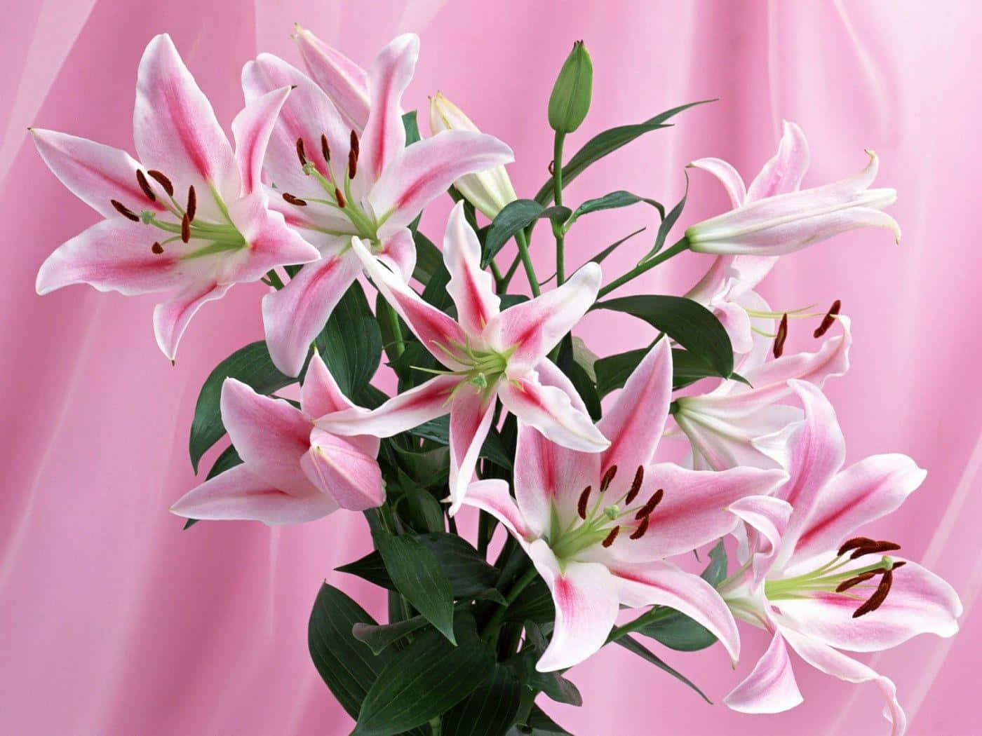 花 桌布 壁紙 — 一束充滿活力的粉紅色百合花，帶有綠色莖和花蕾，在柔軟的粉紅色布料背景上綻放。