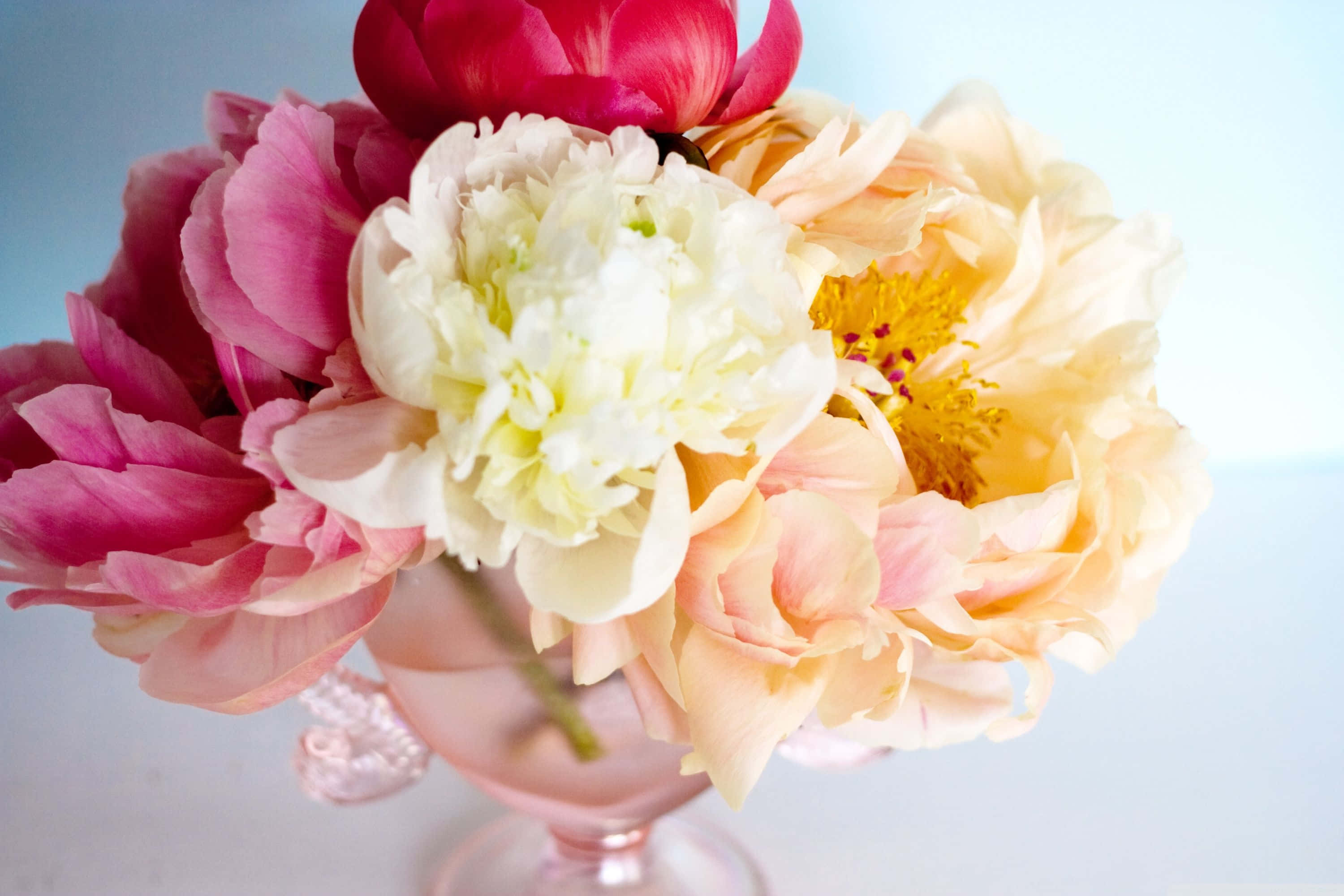 Peony 桌布 壁紙 — 一束充滿活力的粉紅蜜桃色和白色牡丹花，插在精緻的粉紅色玻璃花瓶裡，背景是柔和的藍色。