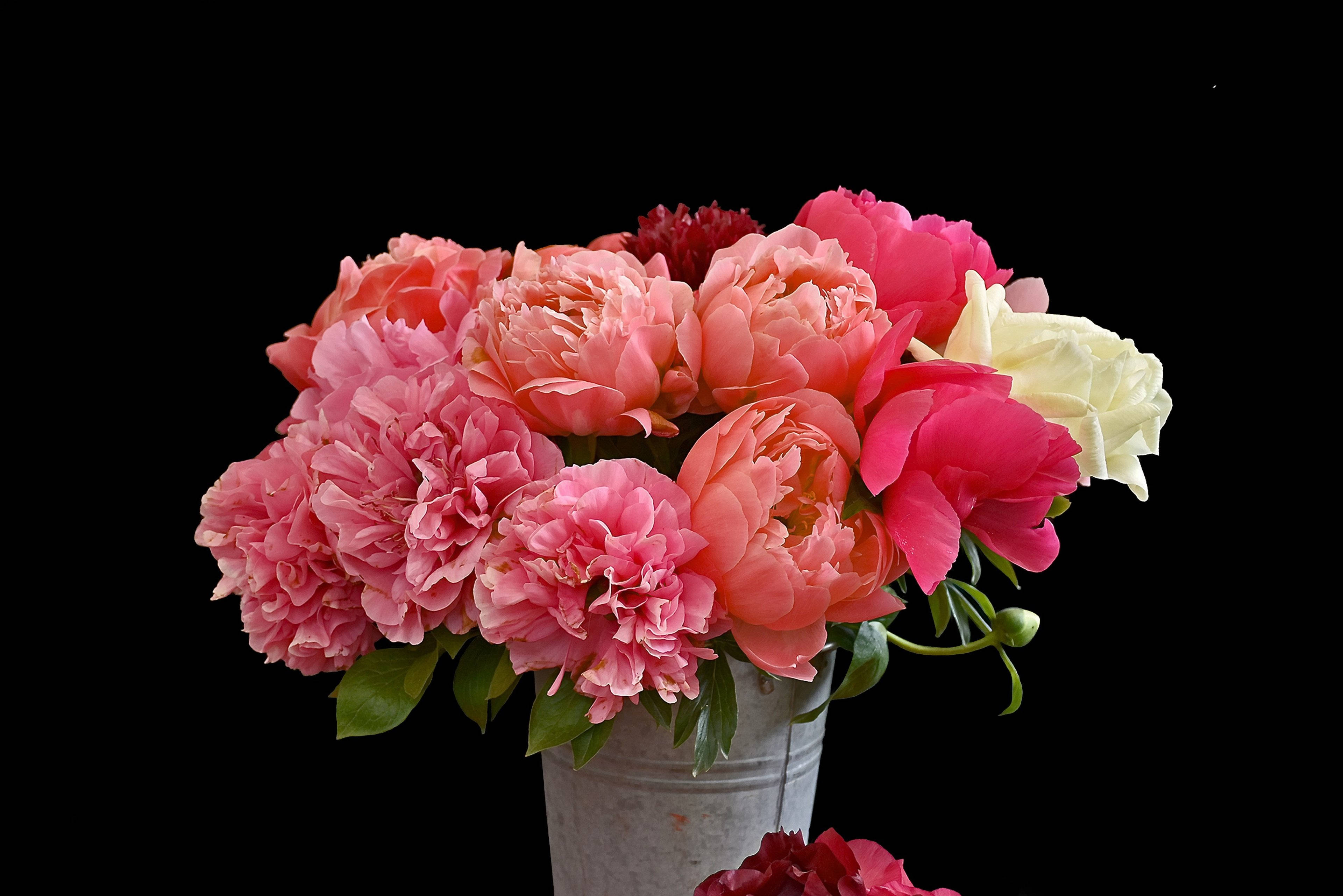 Flowers 桌布 壁紙 — 一束充滿活力的粉紅蜜桃色和白色牡丹花，放在一個質樸的金屬桶中，背景是純黑色。