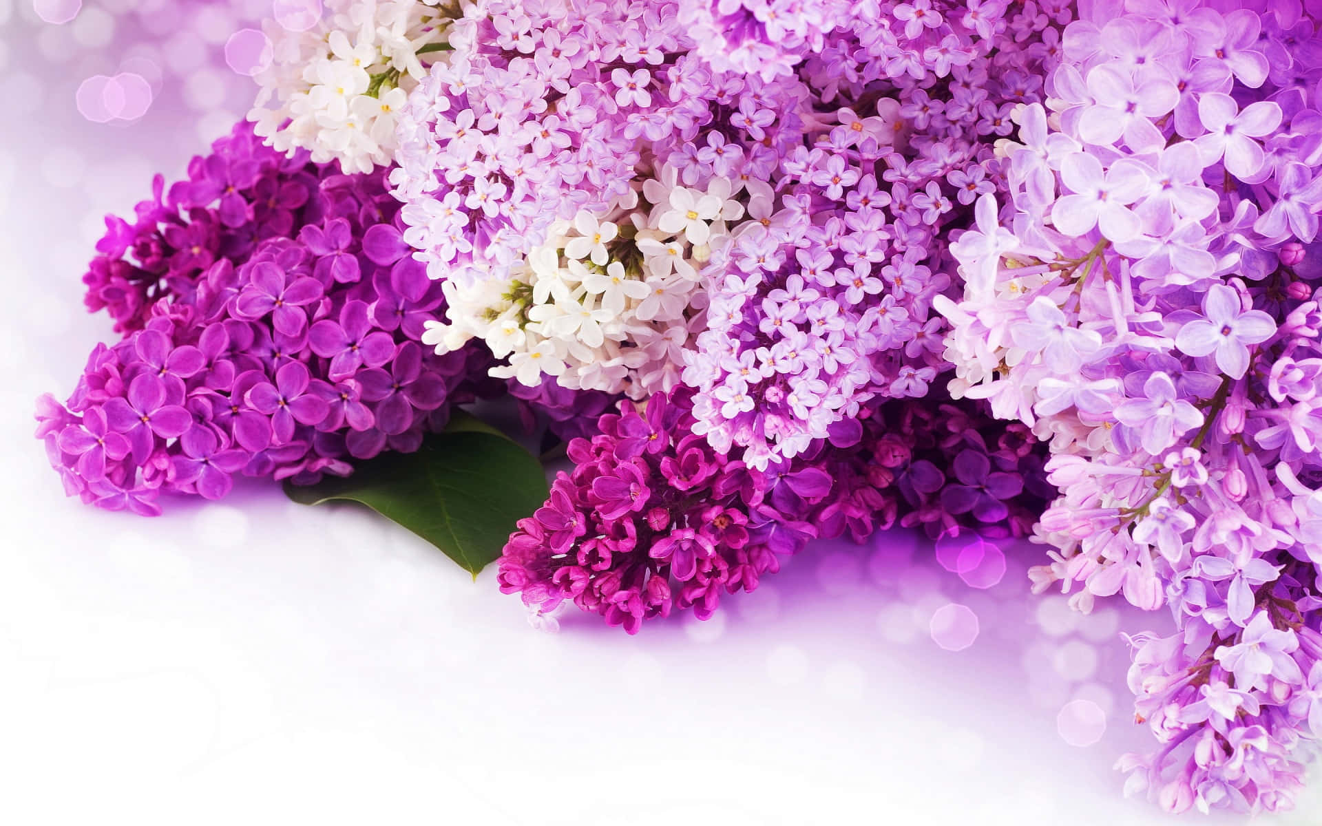 花 桌布 壁紙 — 一束充滿活力的紫白丁香花，搭配柔和散景背景和一片綠葉。