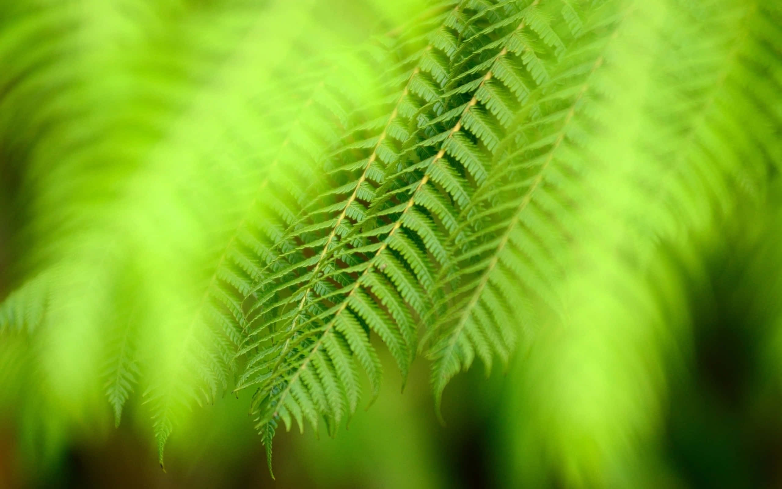 Green Fern 桌布 壁紙 — 一束充滿活力的綠色蕨類植物葉片特寫，帶有精緻的小葉，背景是柔和模糊的自然景色。