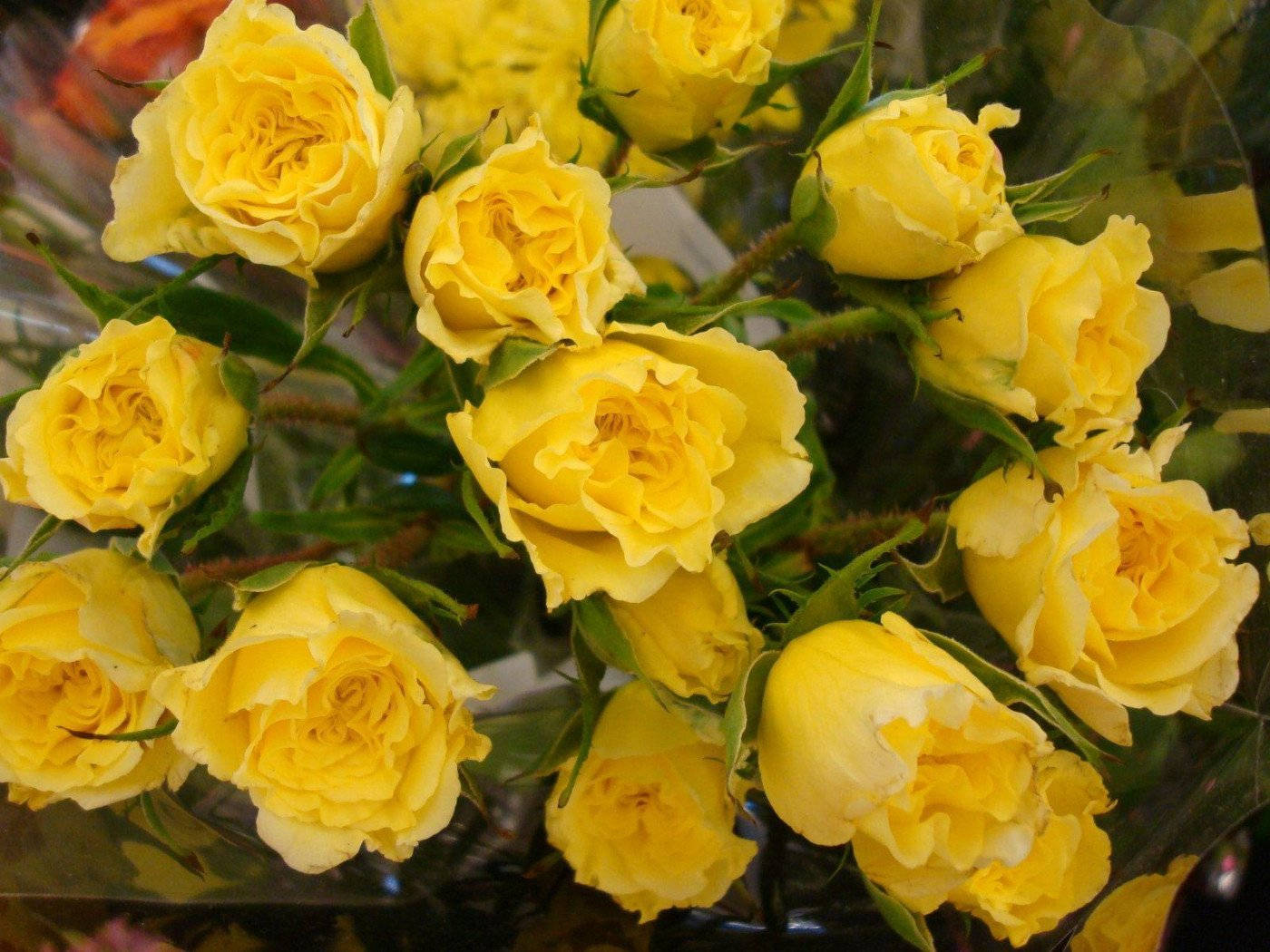Roses 桌布 壁紙 — 一束充滿活力的黃玫瑰，配有茂盛的綠色莖葉，包裹在透明塑膠中。