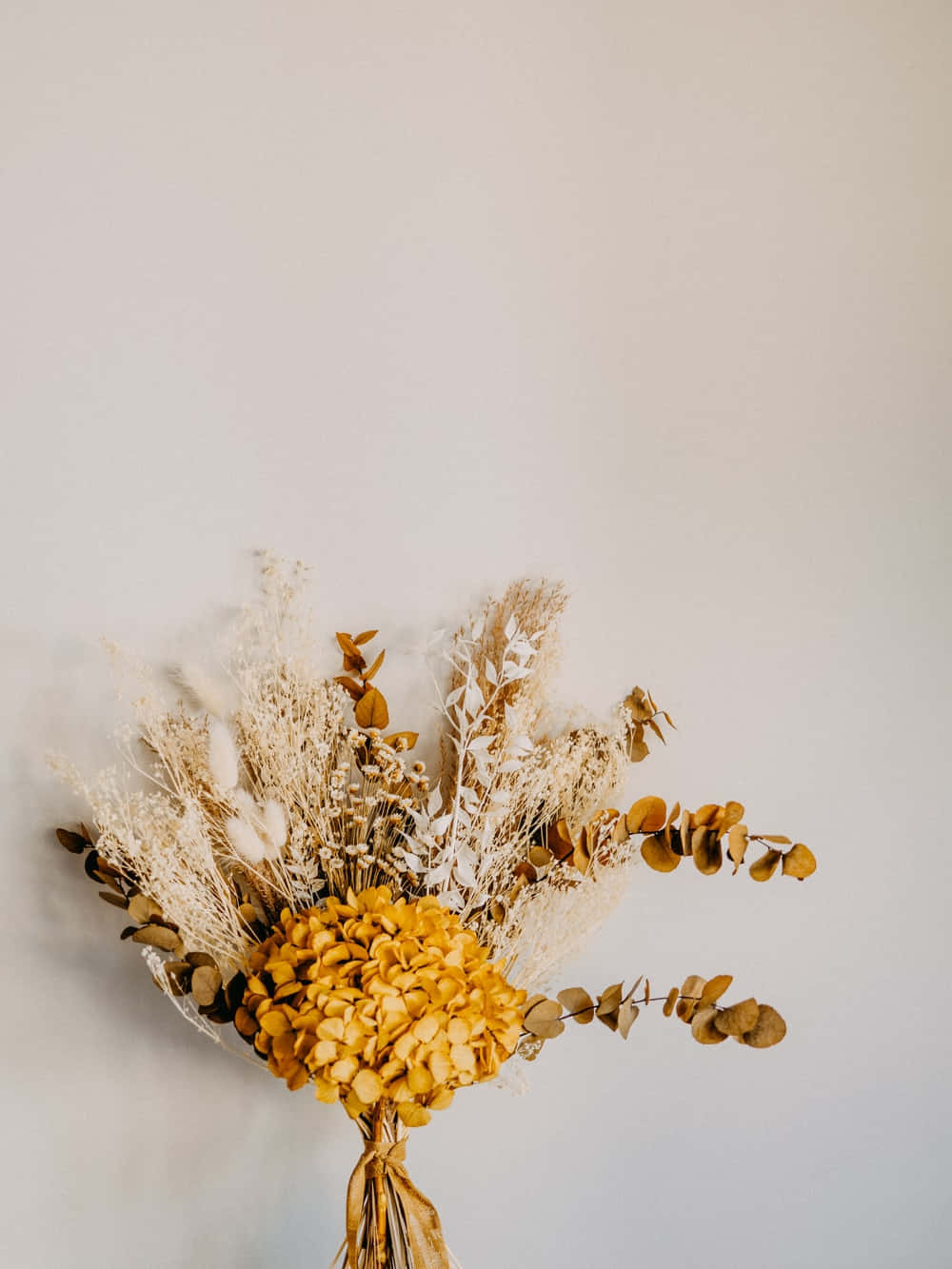 Dried Flowers 桌布 壁紙 — 一束充滿活力的黃色乾燥繡球花，搭配尤加利葉和蒲葦，靠在一面柔和的米色牆上。