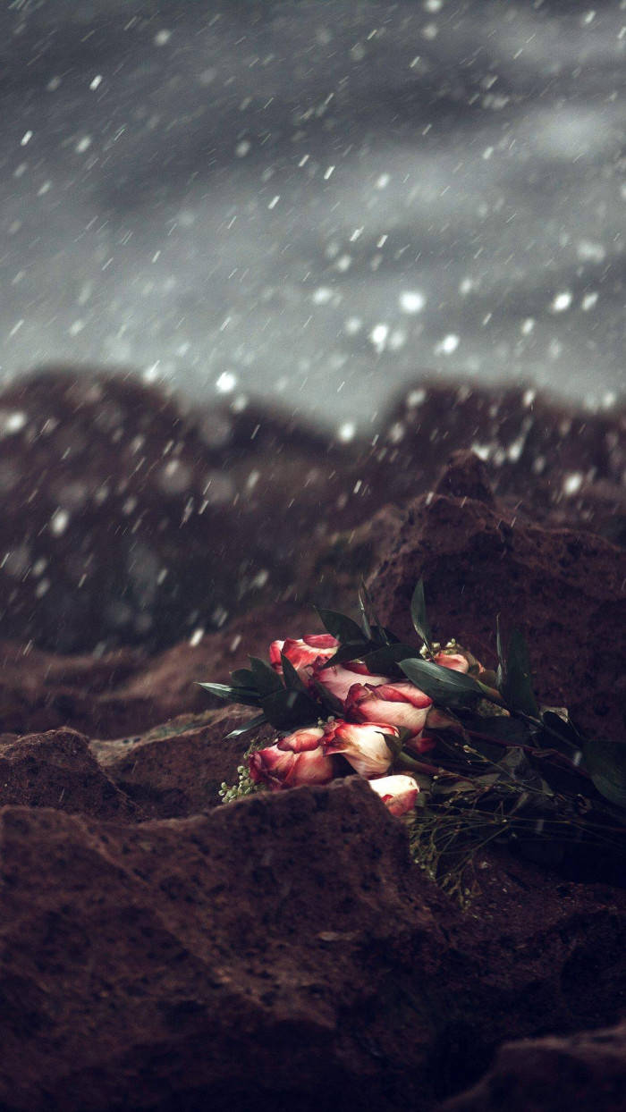 iPhone 桌布 壁紙 — 一束凋謝的粉紅玫瑰放在黑暗的泥土上，雨水正對著陰沉天空落下。