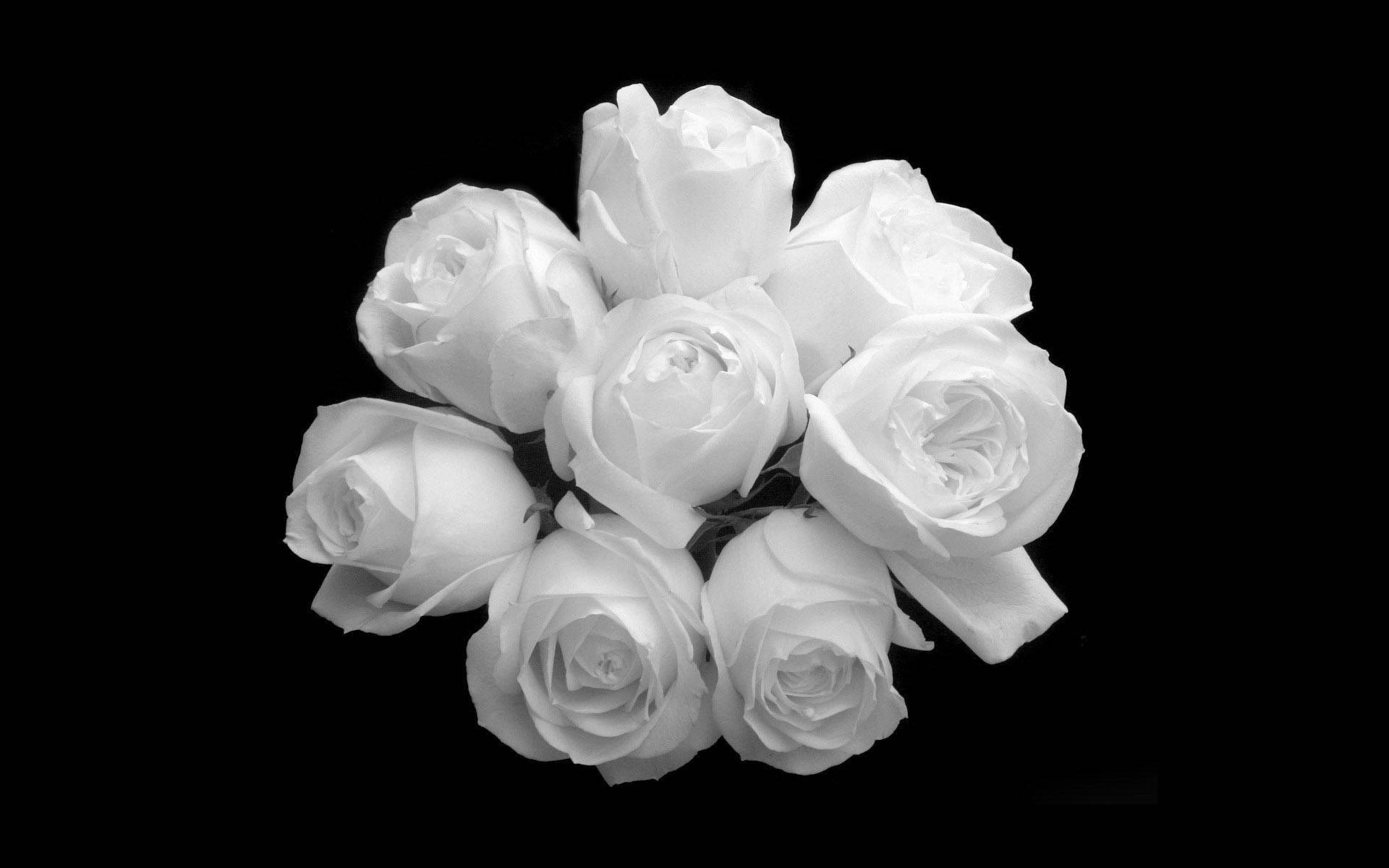 Rose Flower 桌布 壁紙 — 一束單色調的白玫瑰，花瓣細膩，排列在純黑背景上。