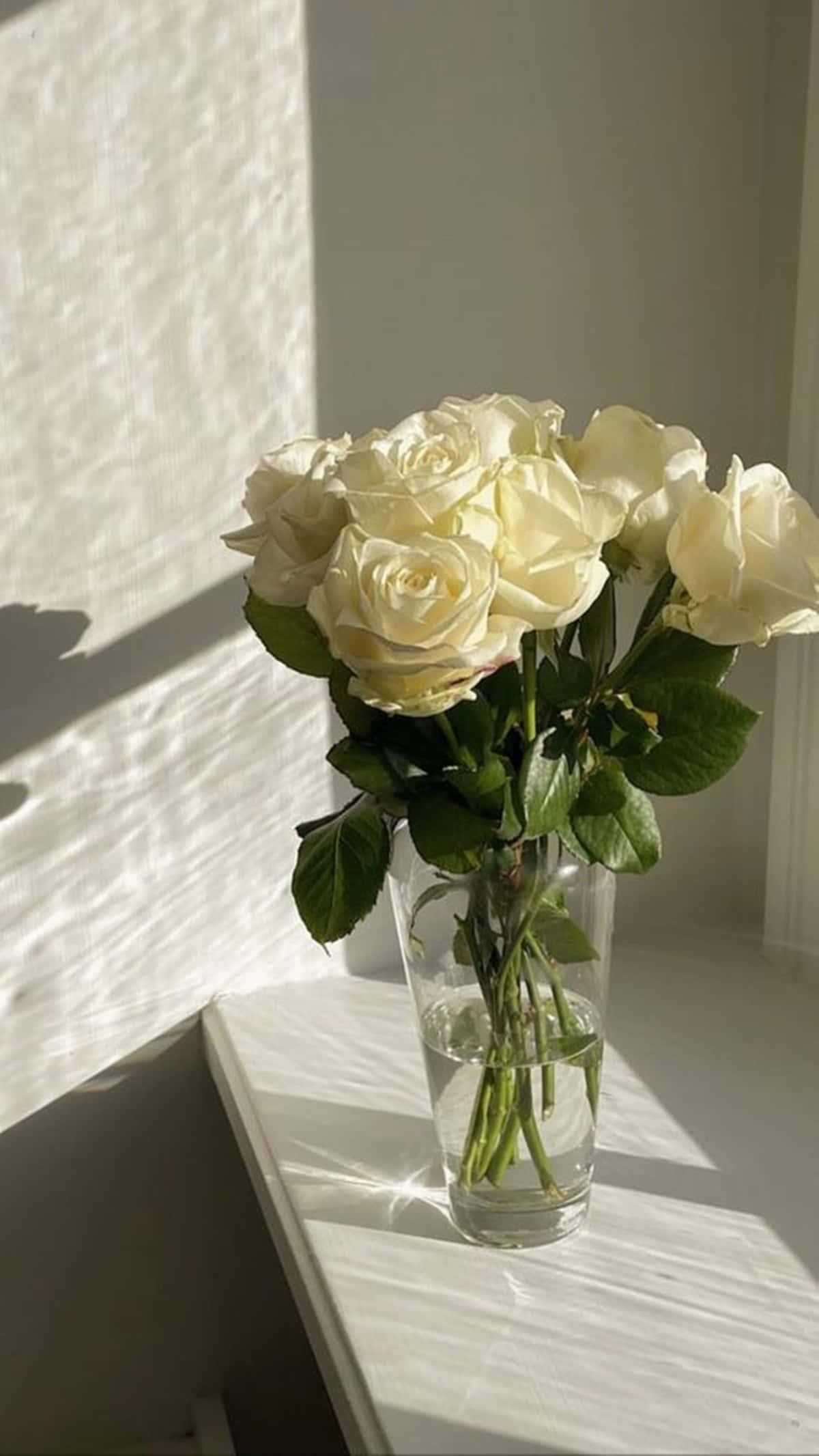 Roses 桌布 壁紙 — 一束奶油白色玫瑰放在透明玻璃花瓶中，沐浴在柔和陽光下，置於白色窗台上。